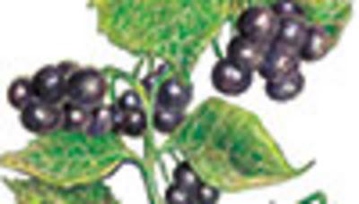 Category Image for Garden Huckleberry