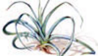 Category Image for Leeks