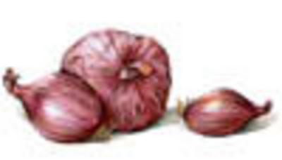 Dutch Red Shallot