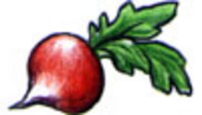 Category Image for Radishes