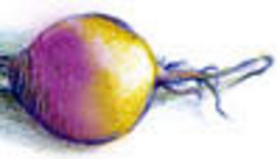 Category Image for Rutabagas
