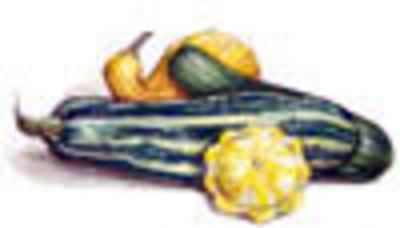 Category Image for Summer Squash & Zucchini
