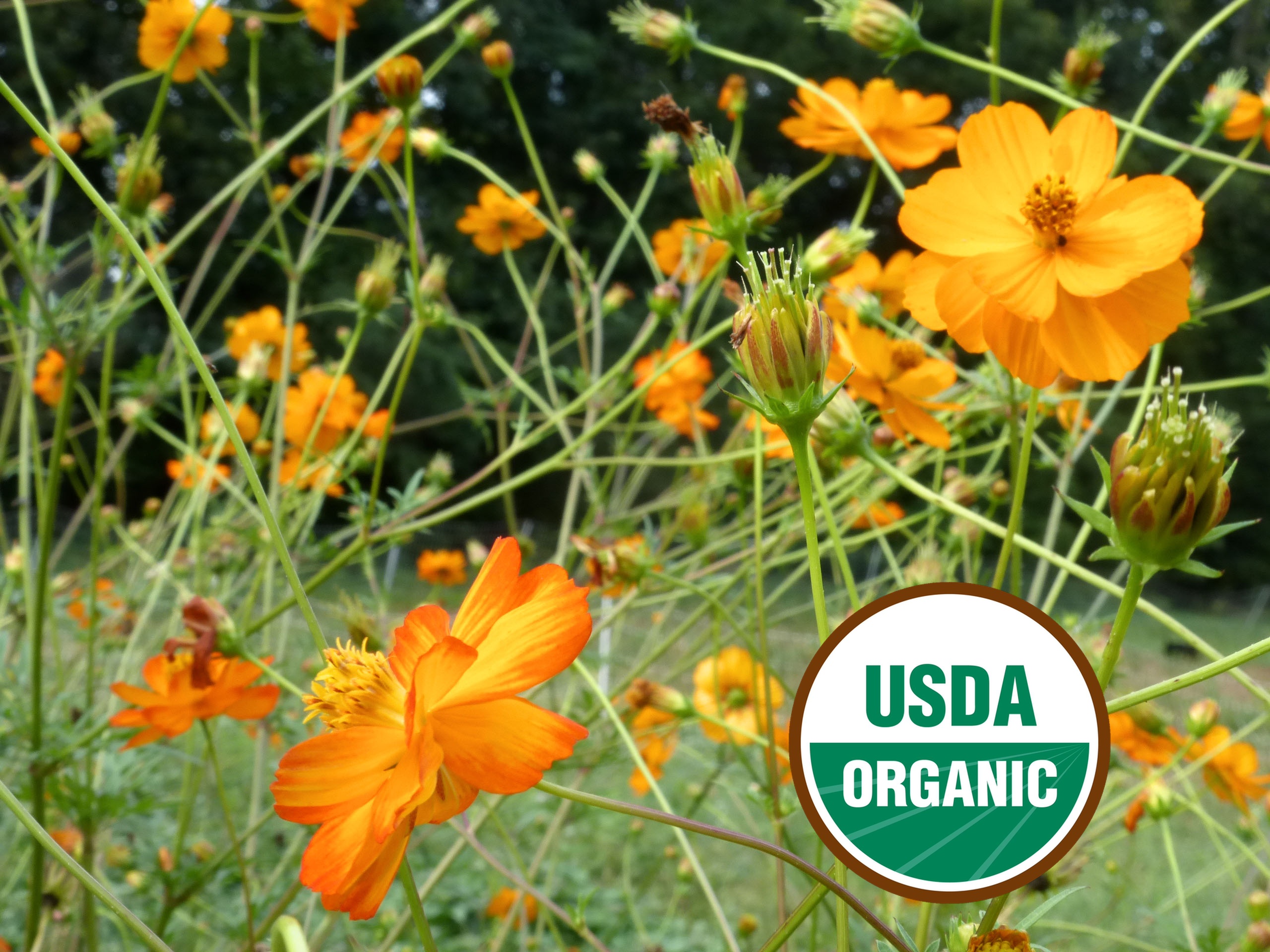 Mona's Orange Heirloom Cosmos Seeds - Organic