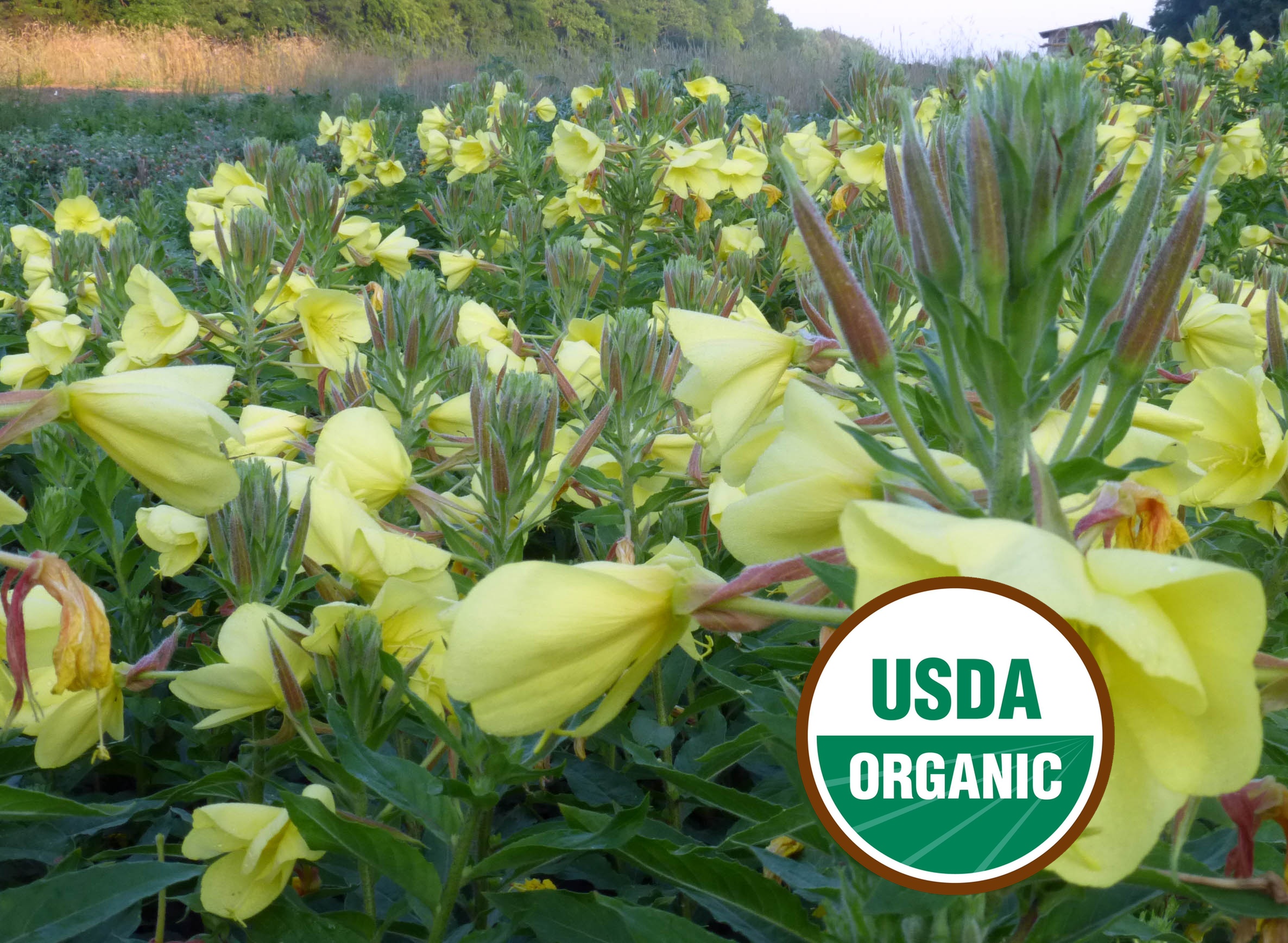 Tina James' Magic Evening Primrose Seeds - Organic
