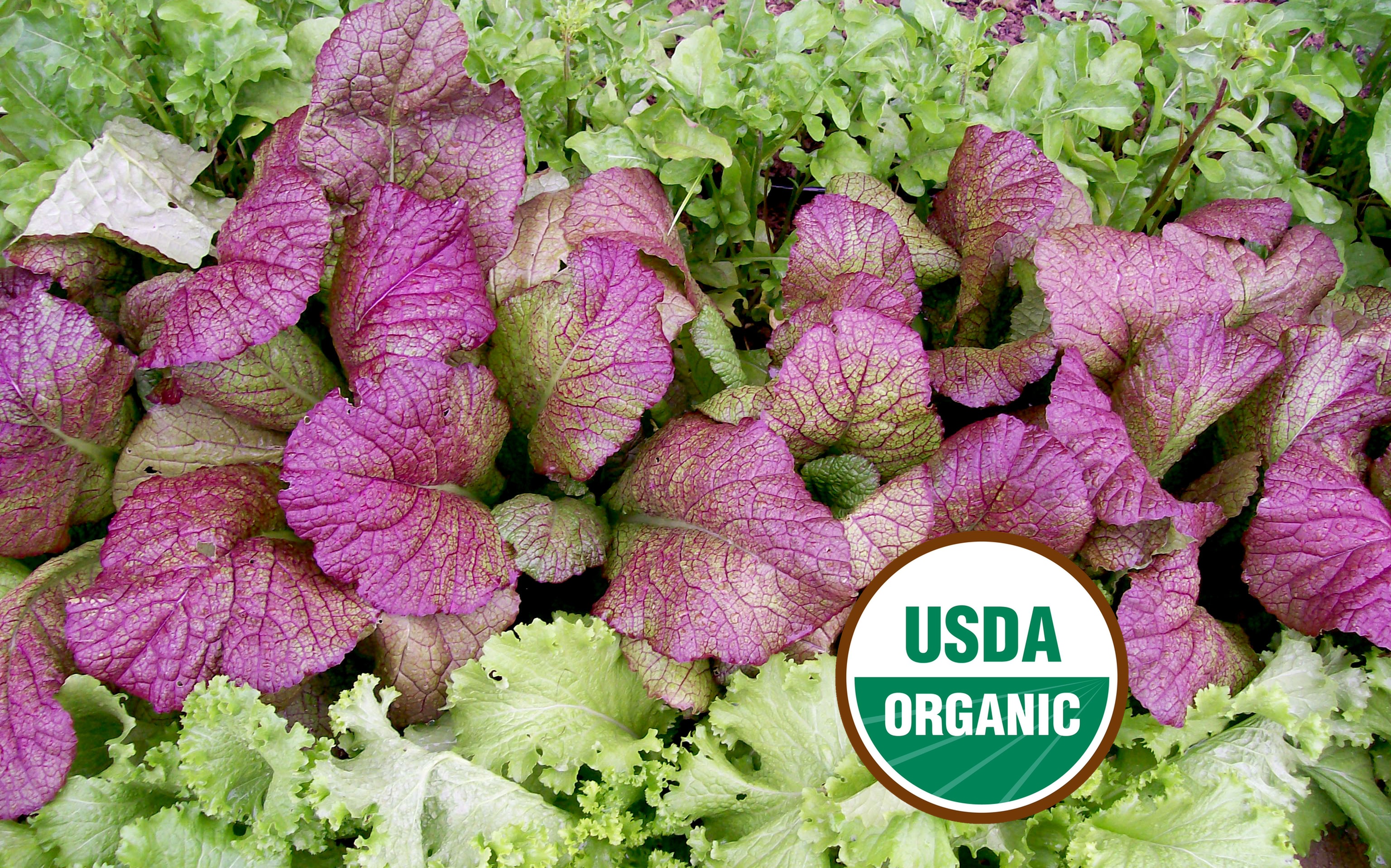 Red Giant Mustard Seeds - Organic