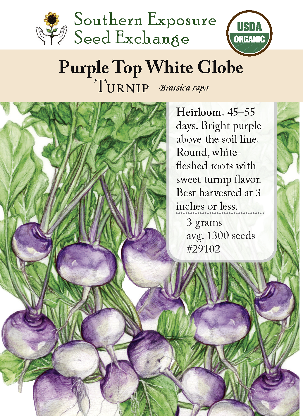 Purple Top White Globe Heirloom Turnip Seeds - Organic