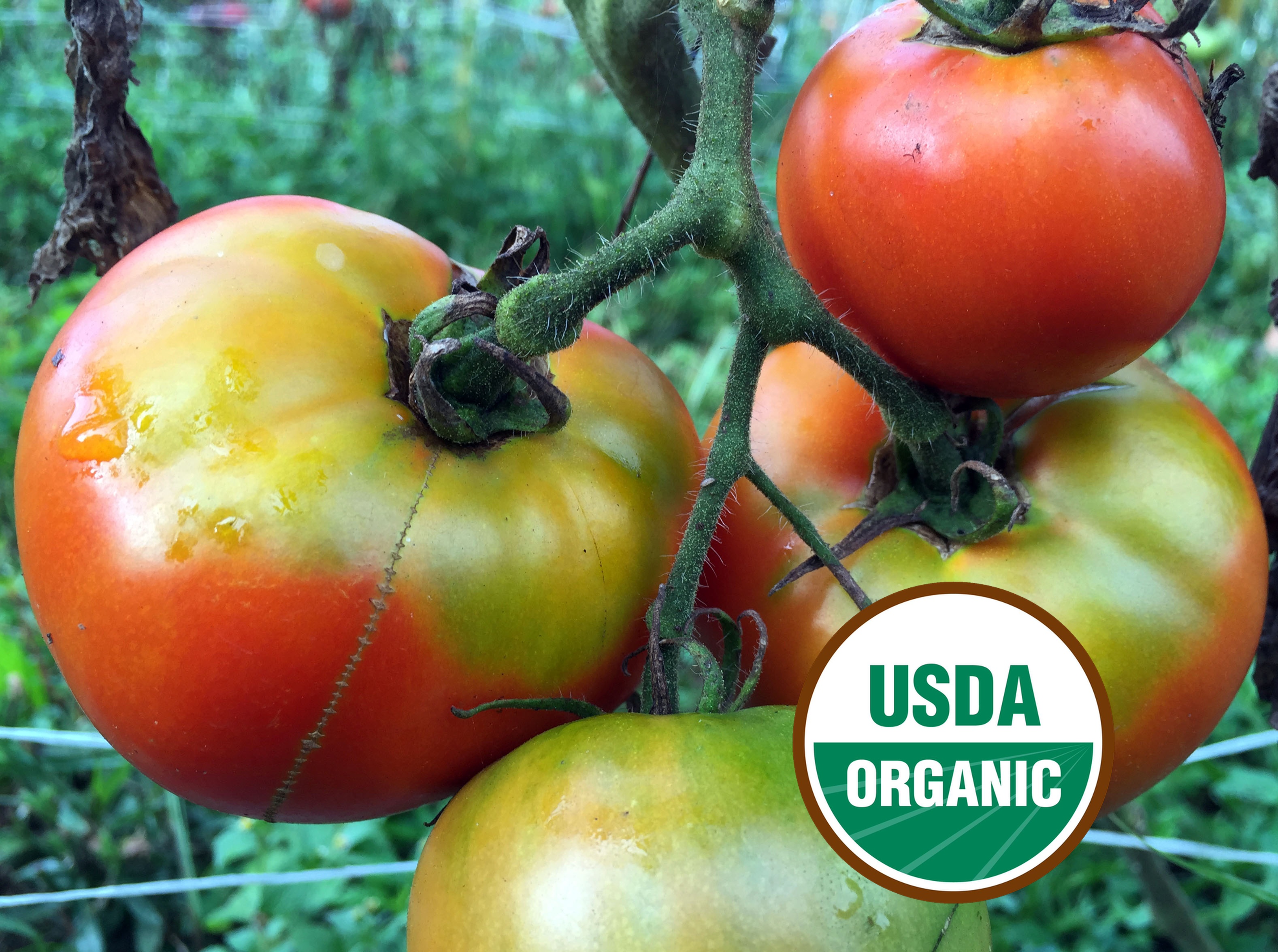 Red Tomatoes