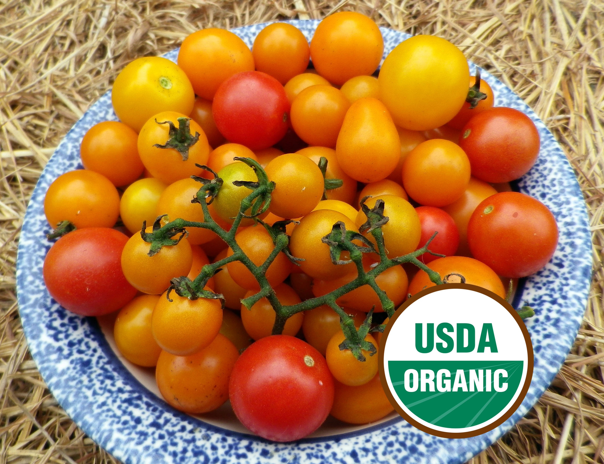 Amy's Apricot Mix Heirloom Cherry Tomato Seeds - Organic