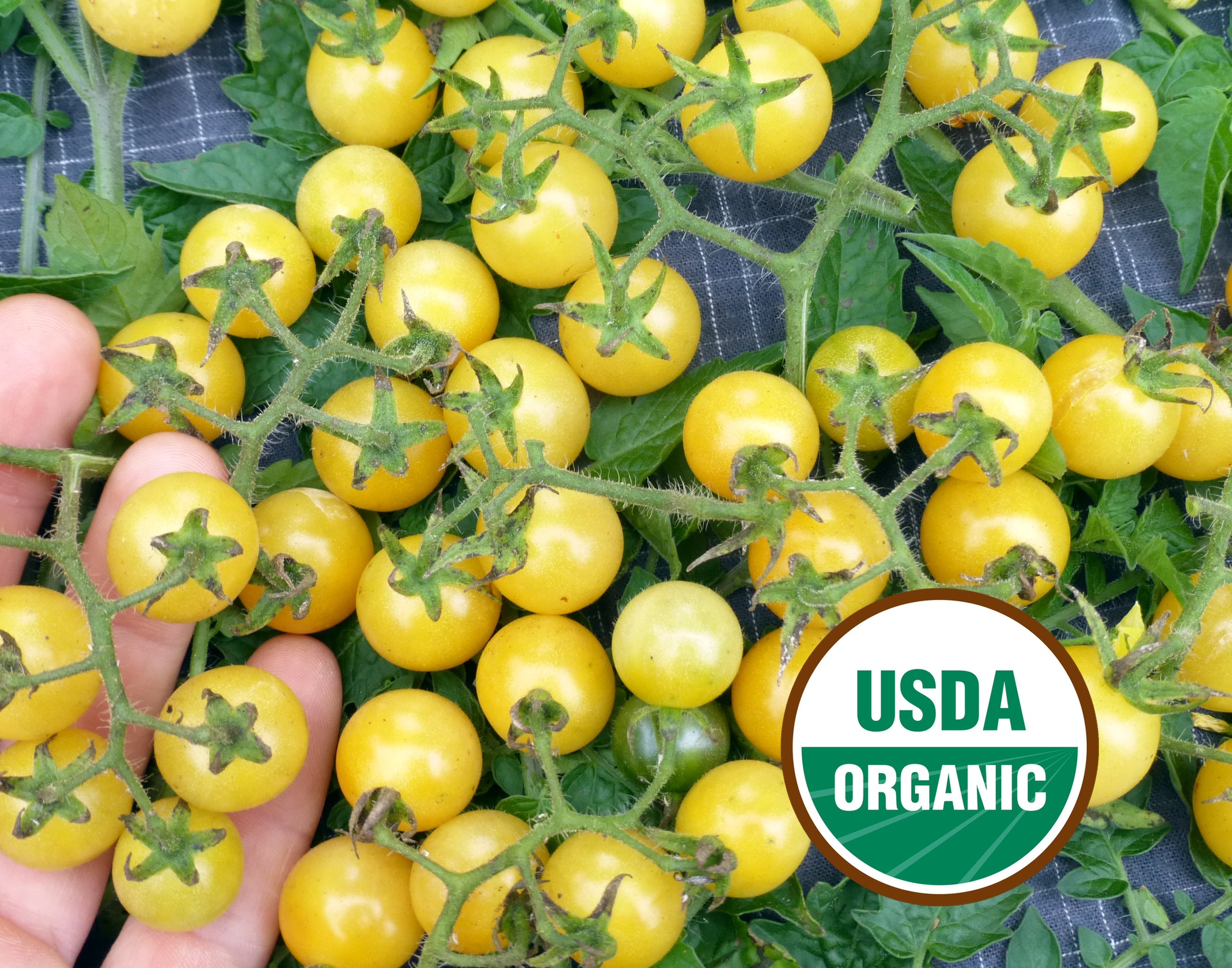 Yellow, Orange & White Tomatoes