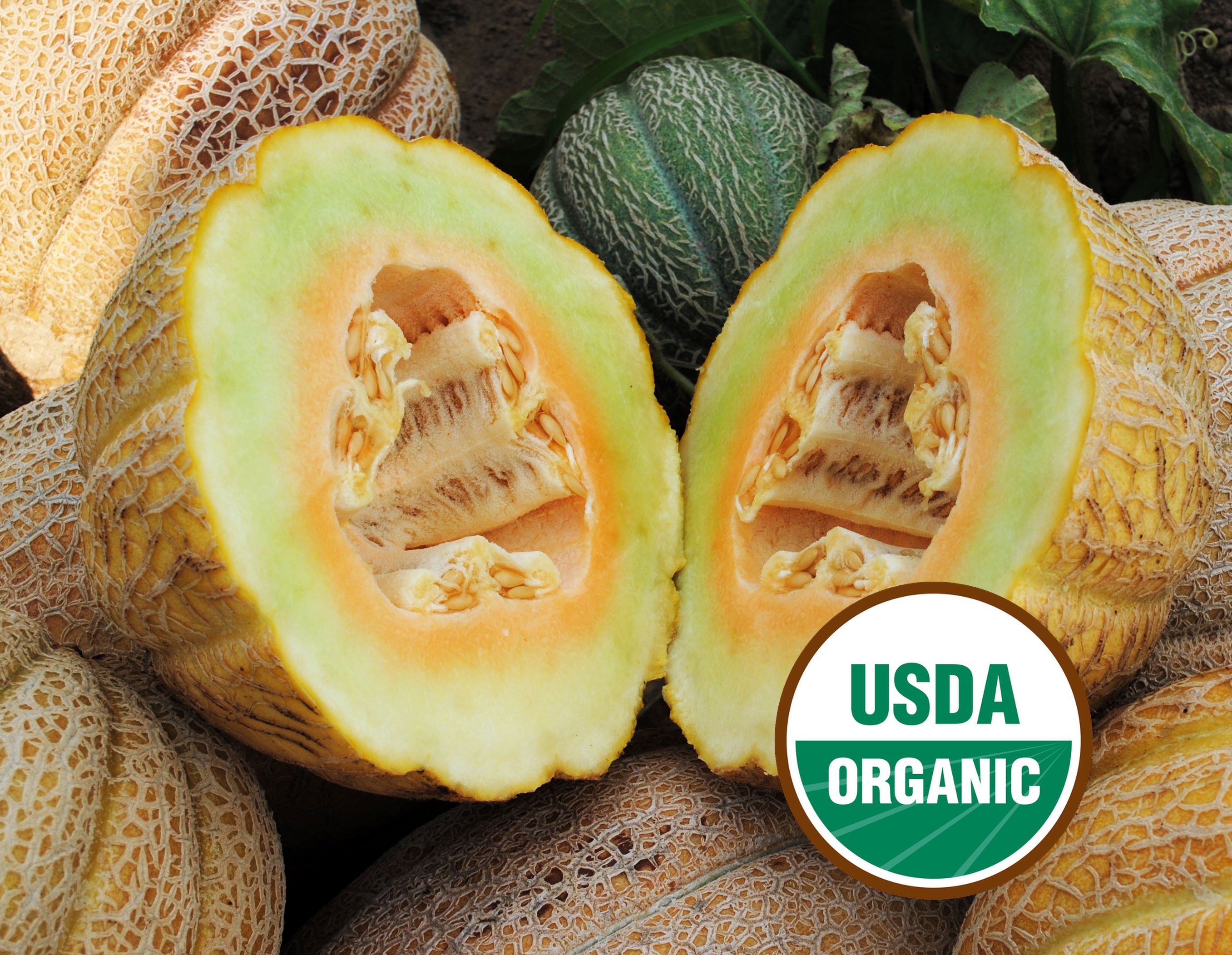 ausmeds melanotan Anne Arundel Heirloom Muskmelon Seeds Buy More and Save:3 Box Deal $149.00