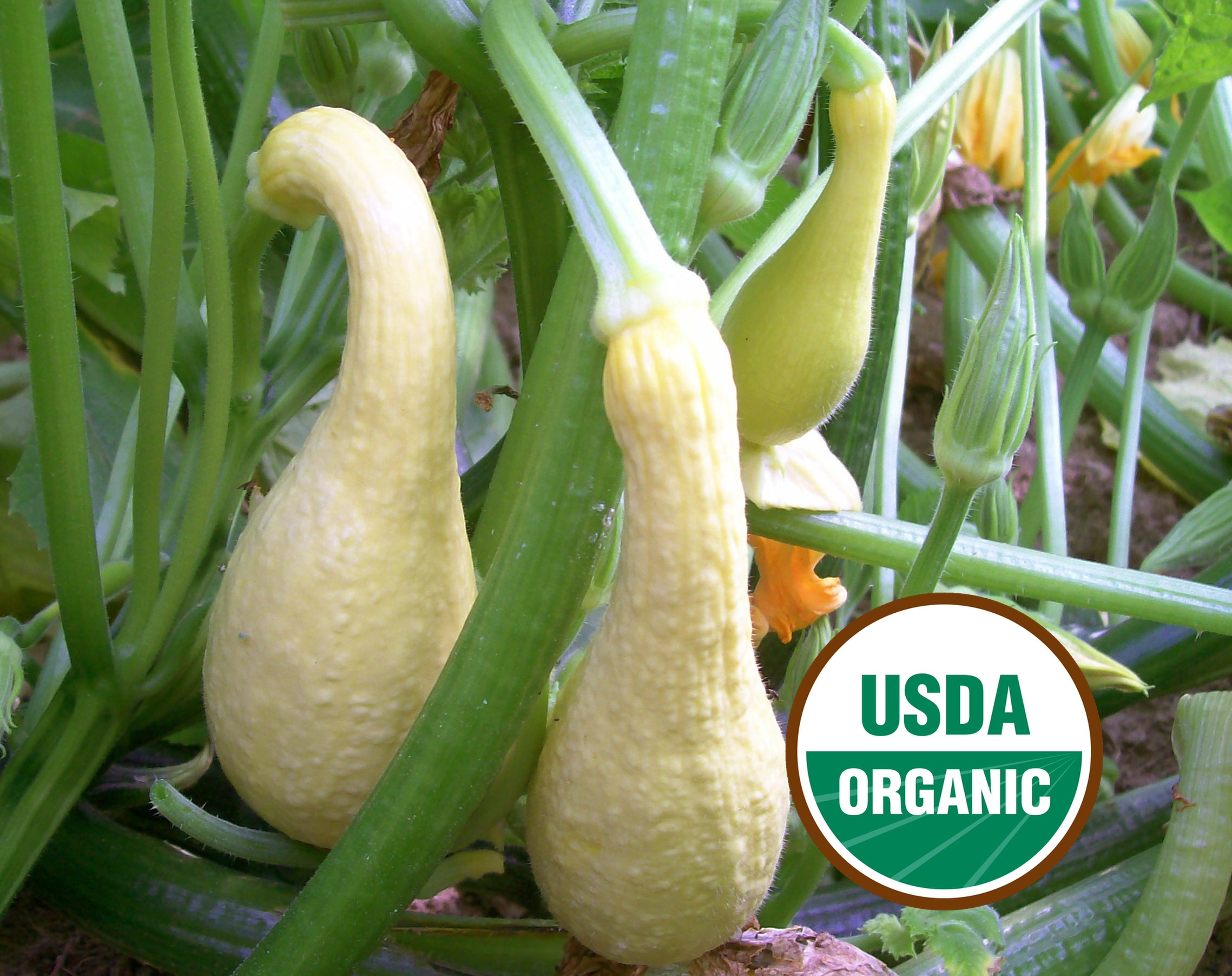 Early Golden Summer Crookneck Heirloom Summer Squash Seeds - Organic