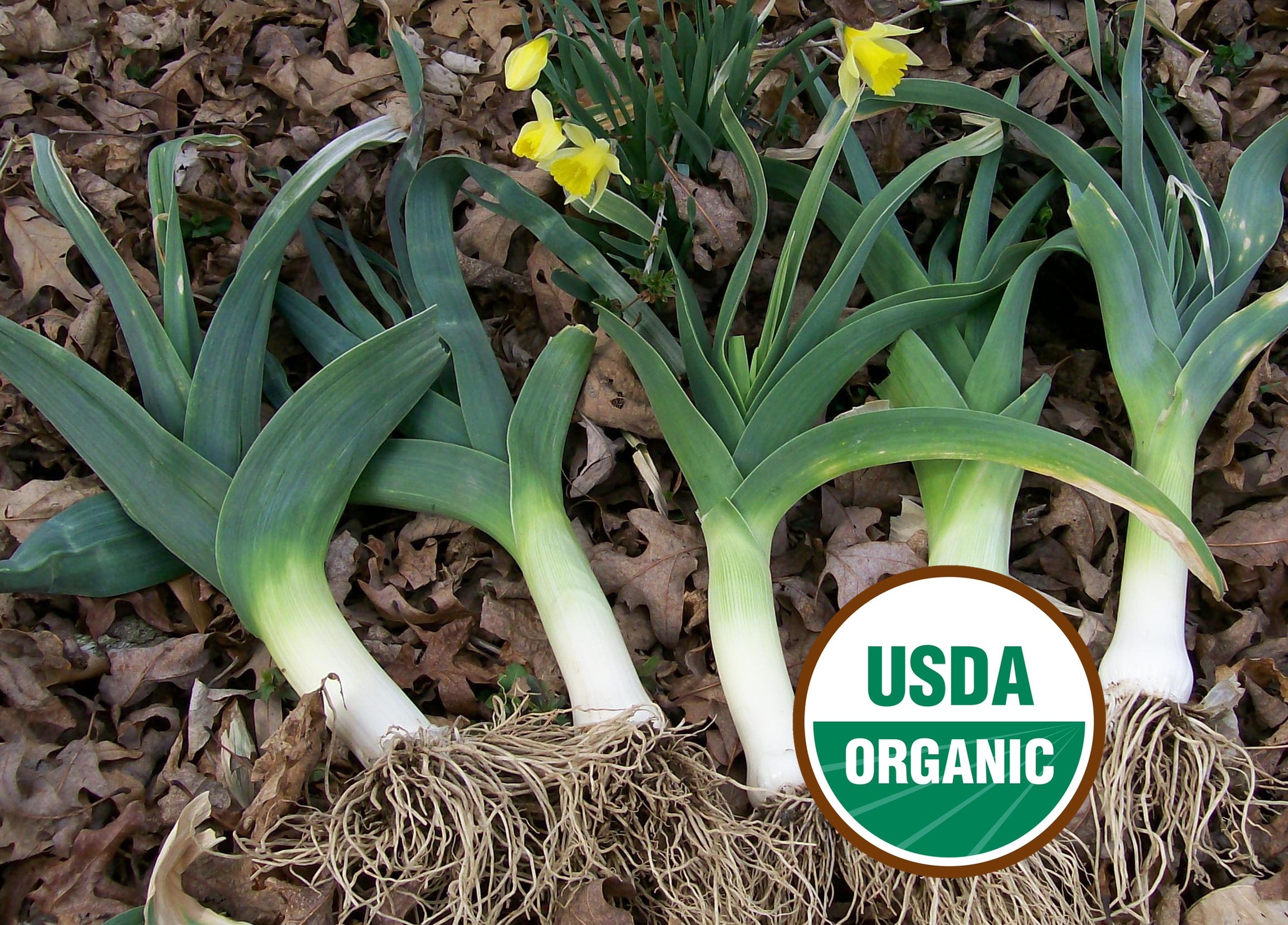 Leeks