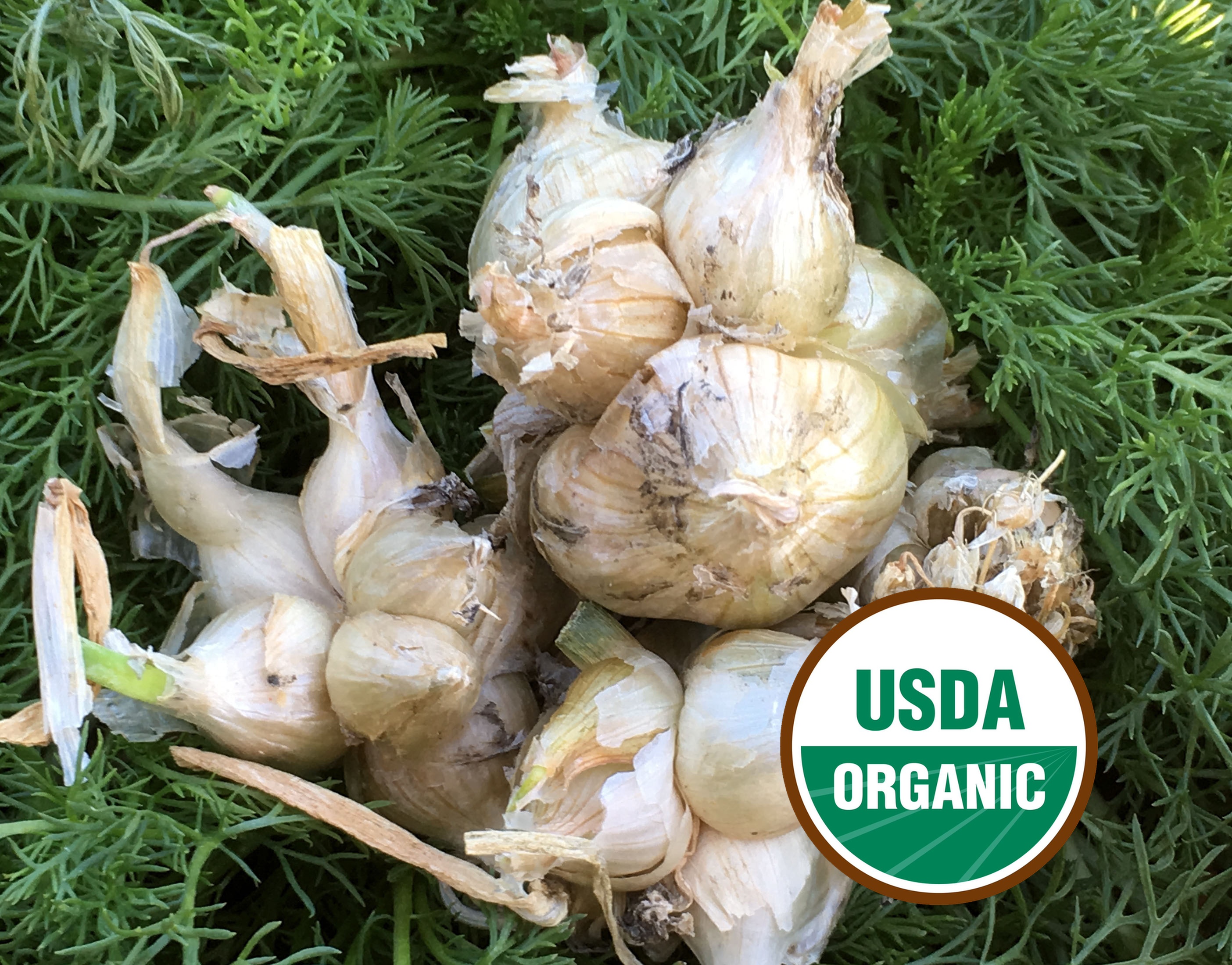 Live onion