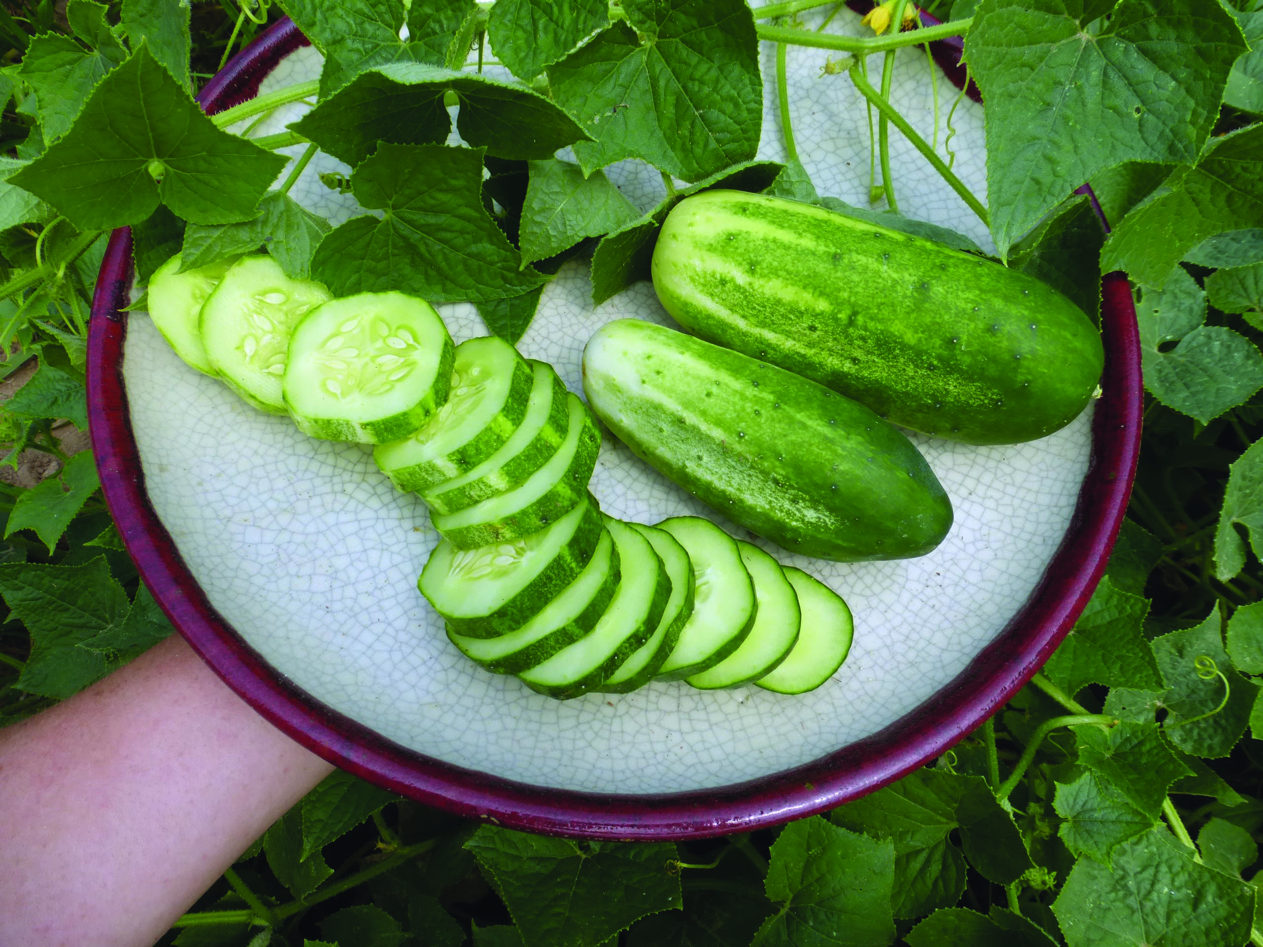 Arkansas Little Leaf Pickling Cucumber