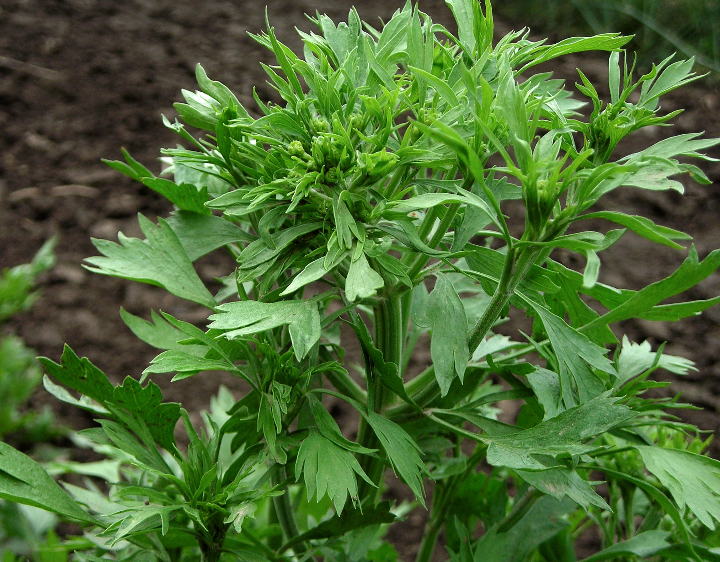 Anise