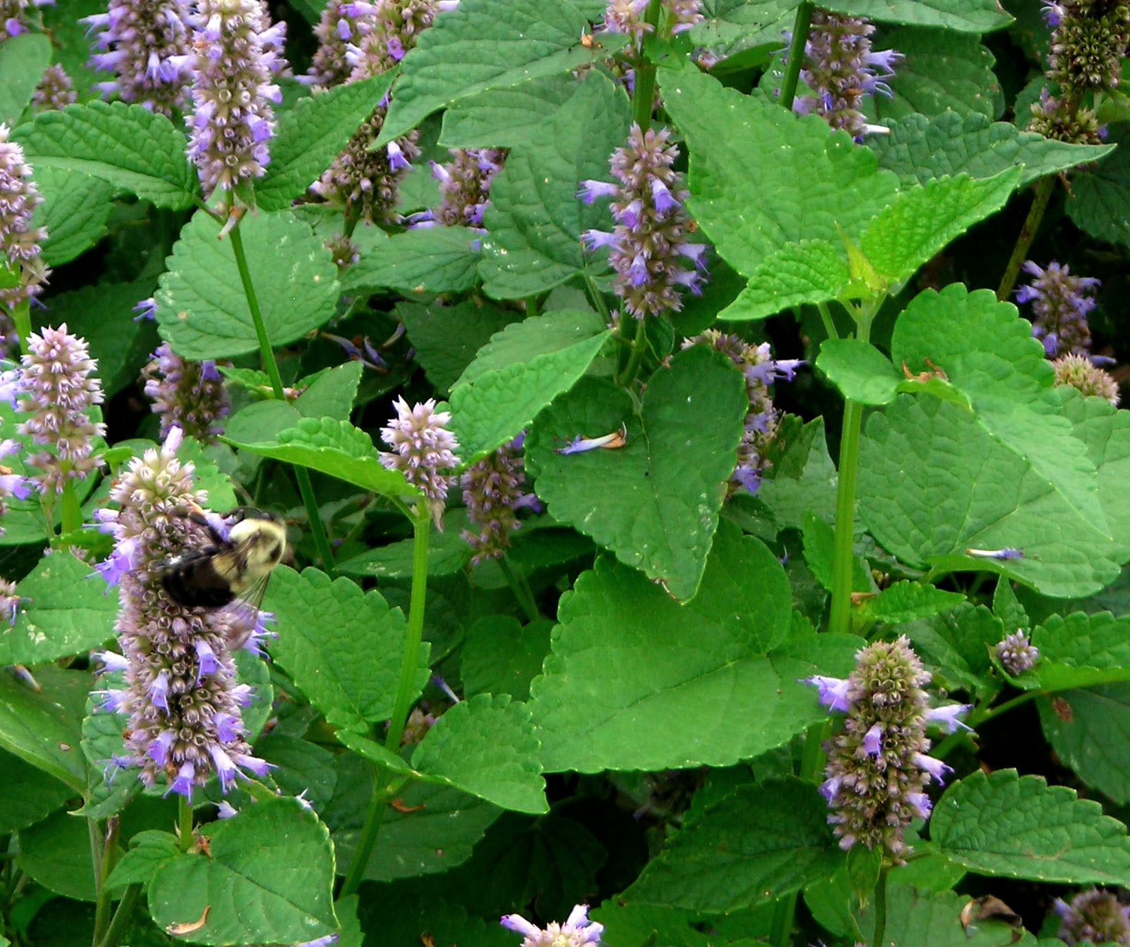 Anise-Hyssop (Licorice Mint)
