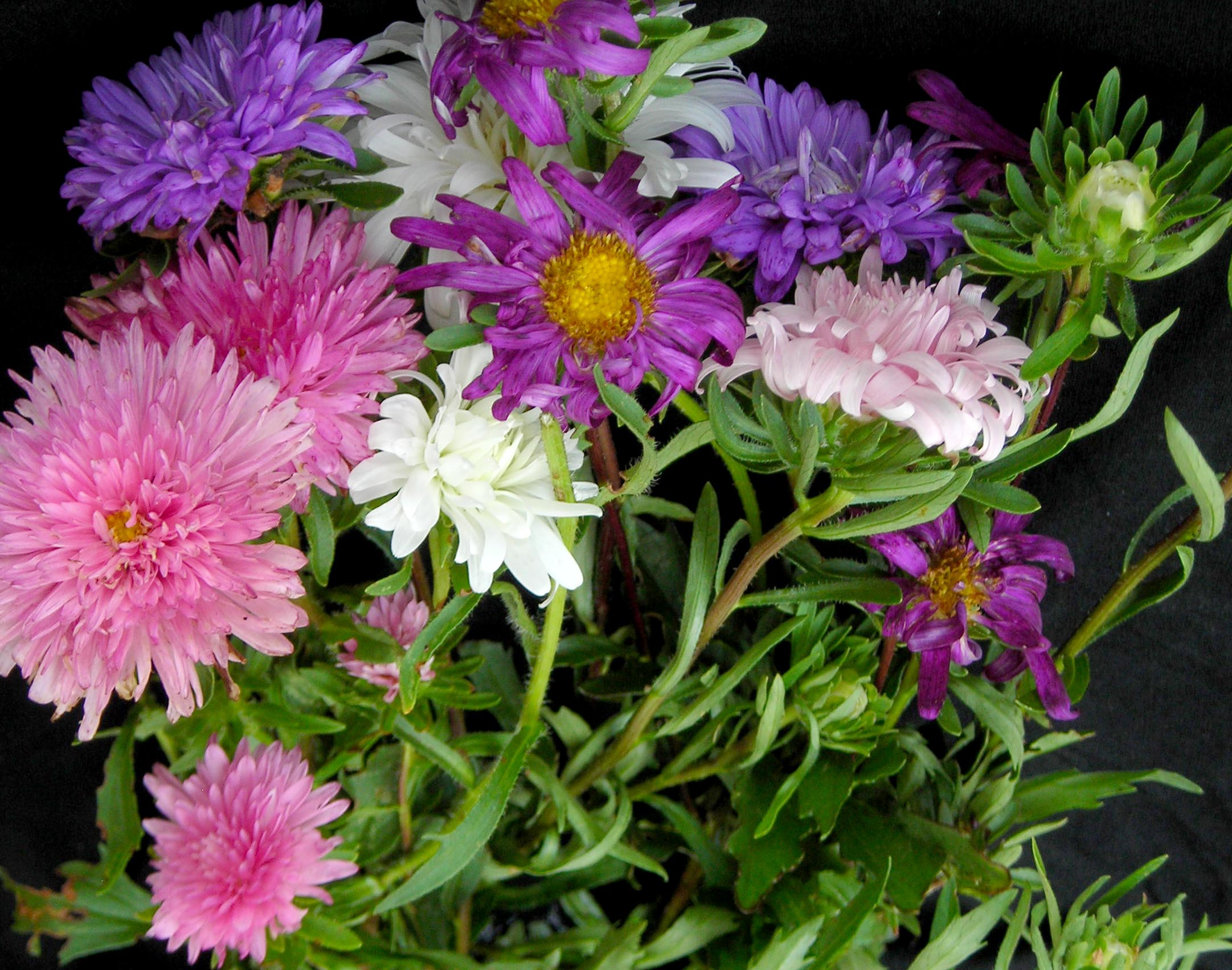 Aster, Crego Giant Mixed Colors