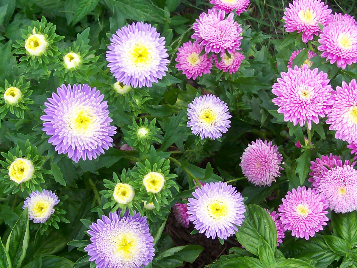 Aster Powder Puff Mixed Colors