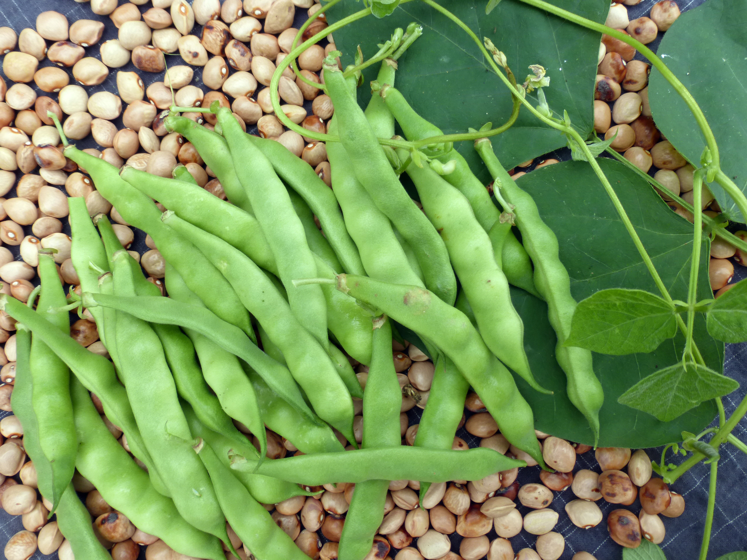 Aunt Ada's Italian Pole Snap Bean