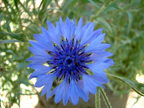 Blue Boy Bachelor Buttons