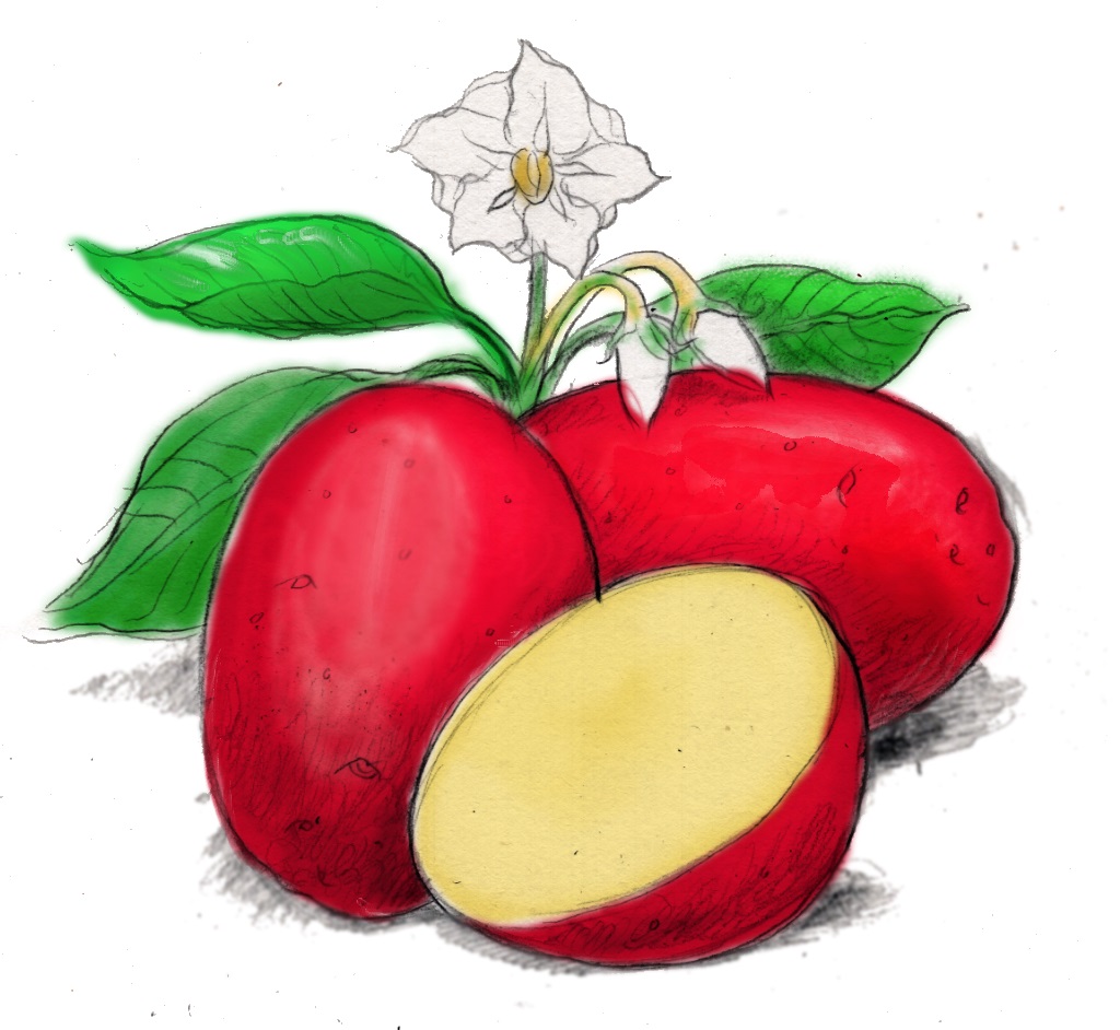 Baltic Rose Seed Potato