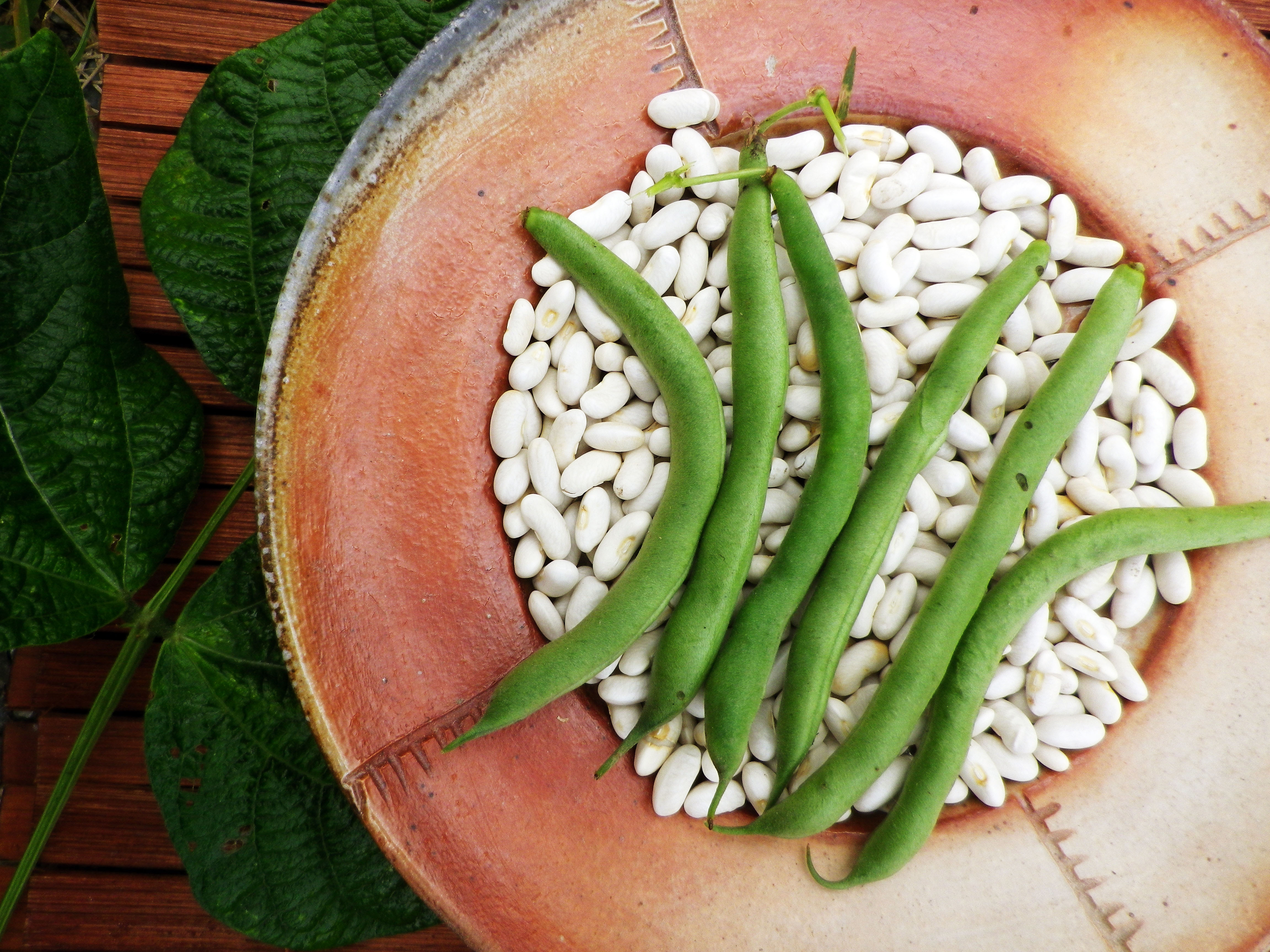 Blue Lake Bush (Blue Lake 274) Bush Snap Bean