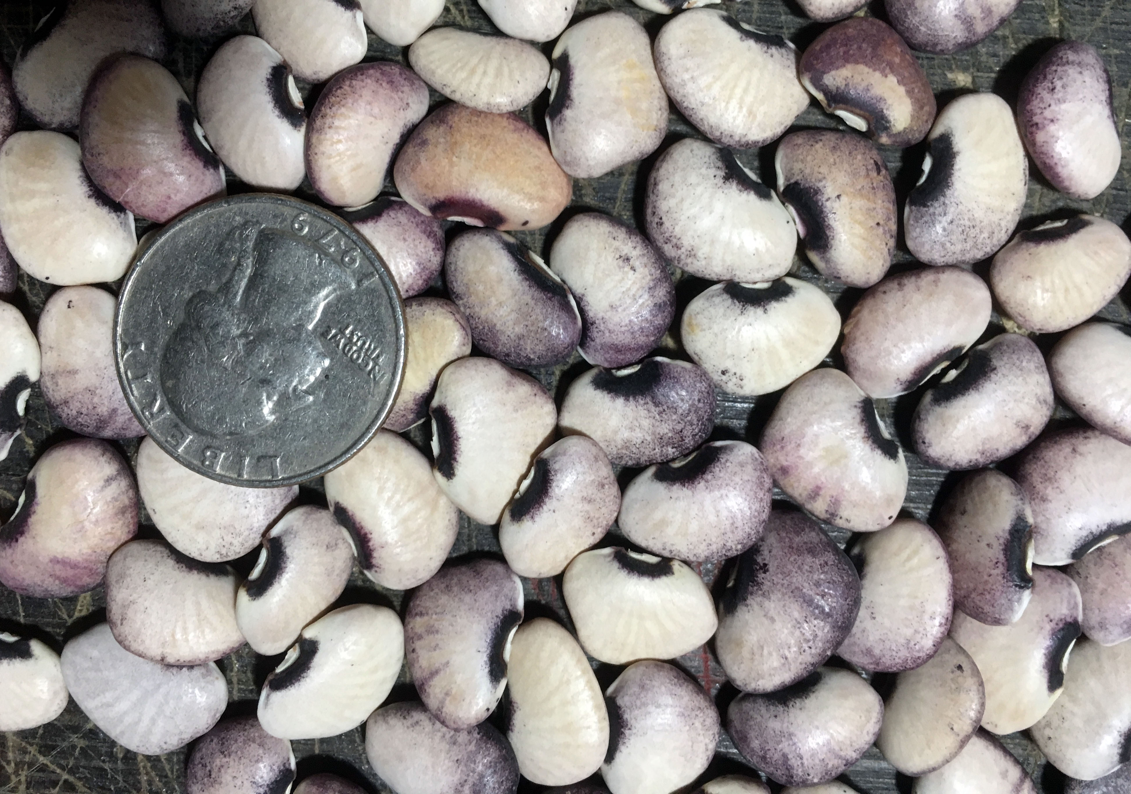 Alabama Black Eye Pole Lima Bean