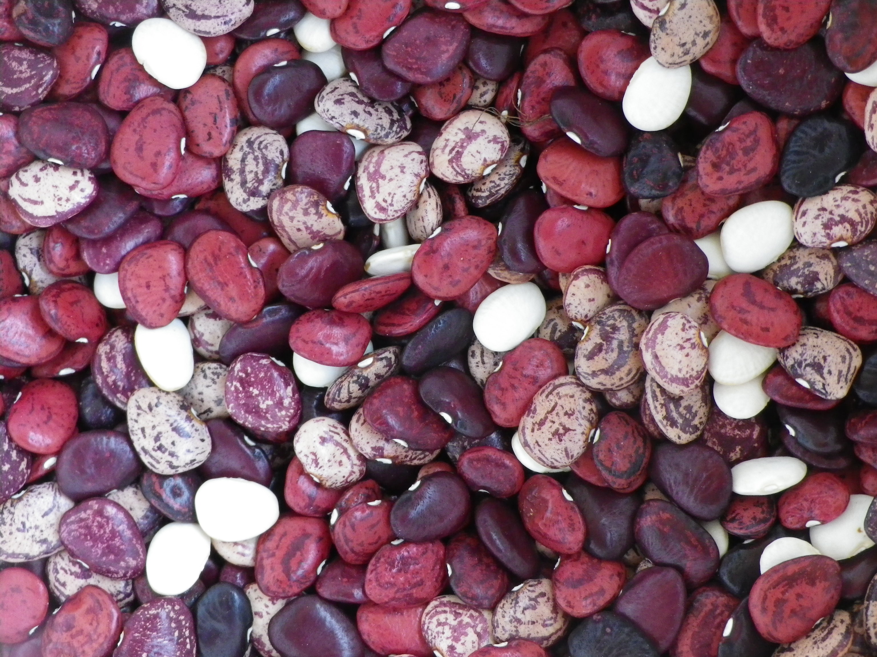 Will Worms Ruin Your Lima Bean Crop? Find Out Now! - xzofamj