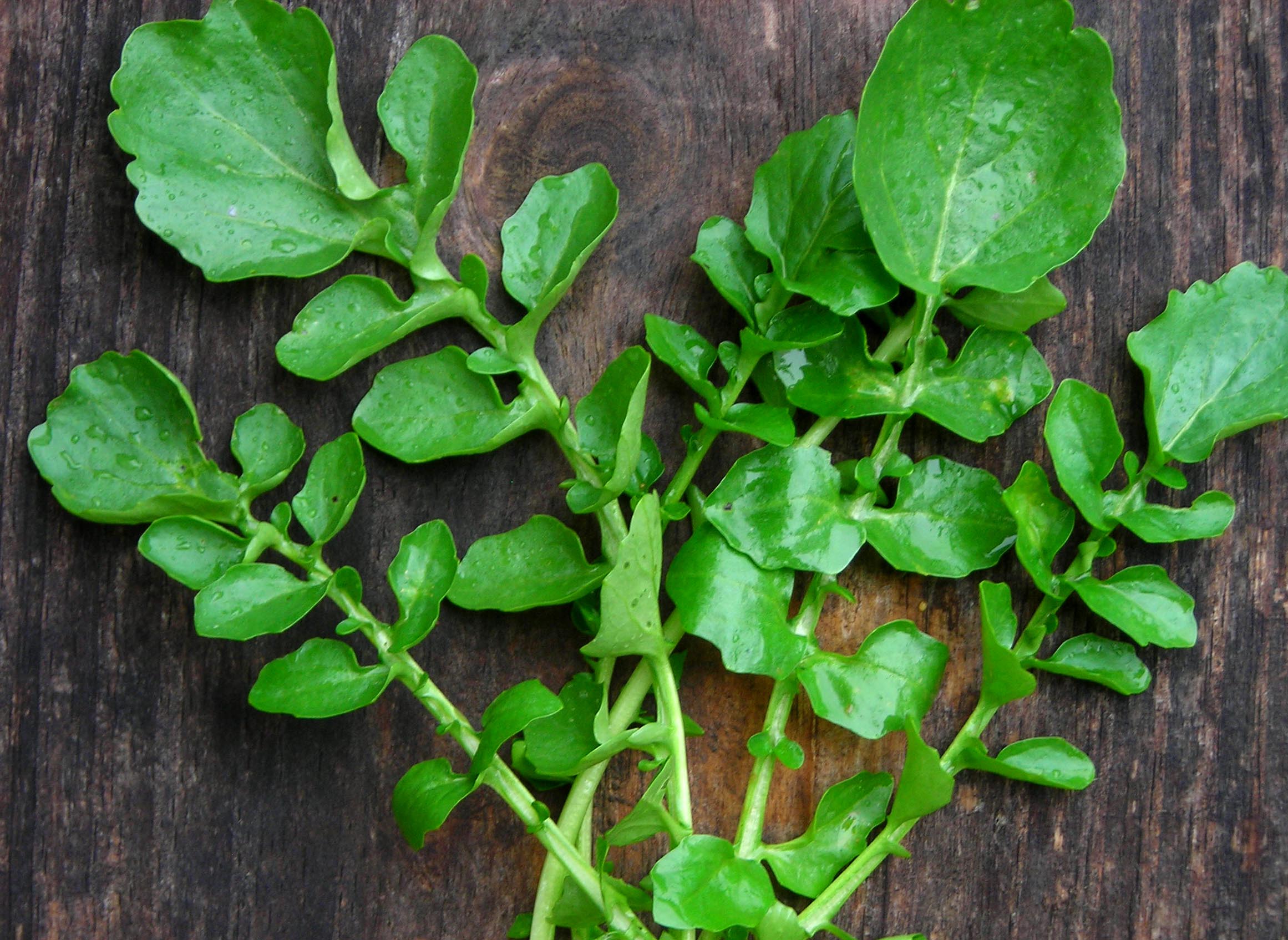 Cress, Curled Seeds - Southern Seed Exchange