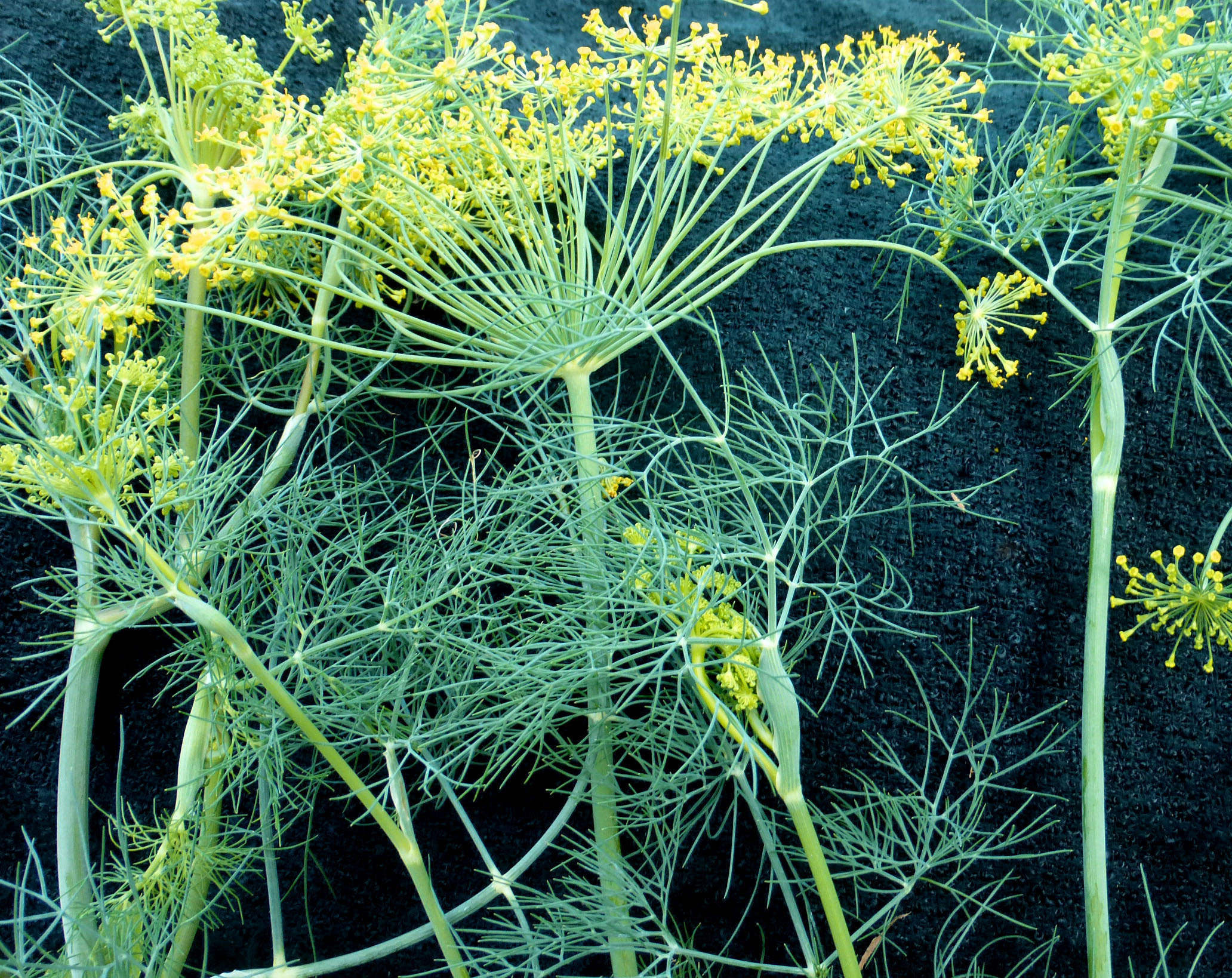 Dill, Bouquet