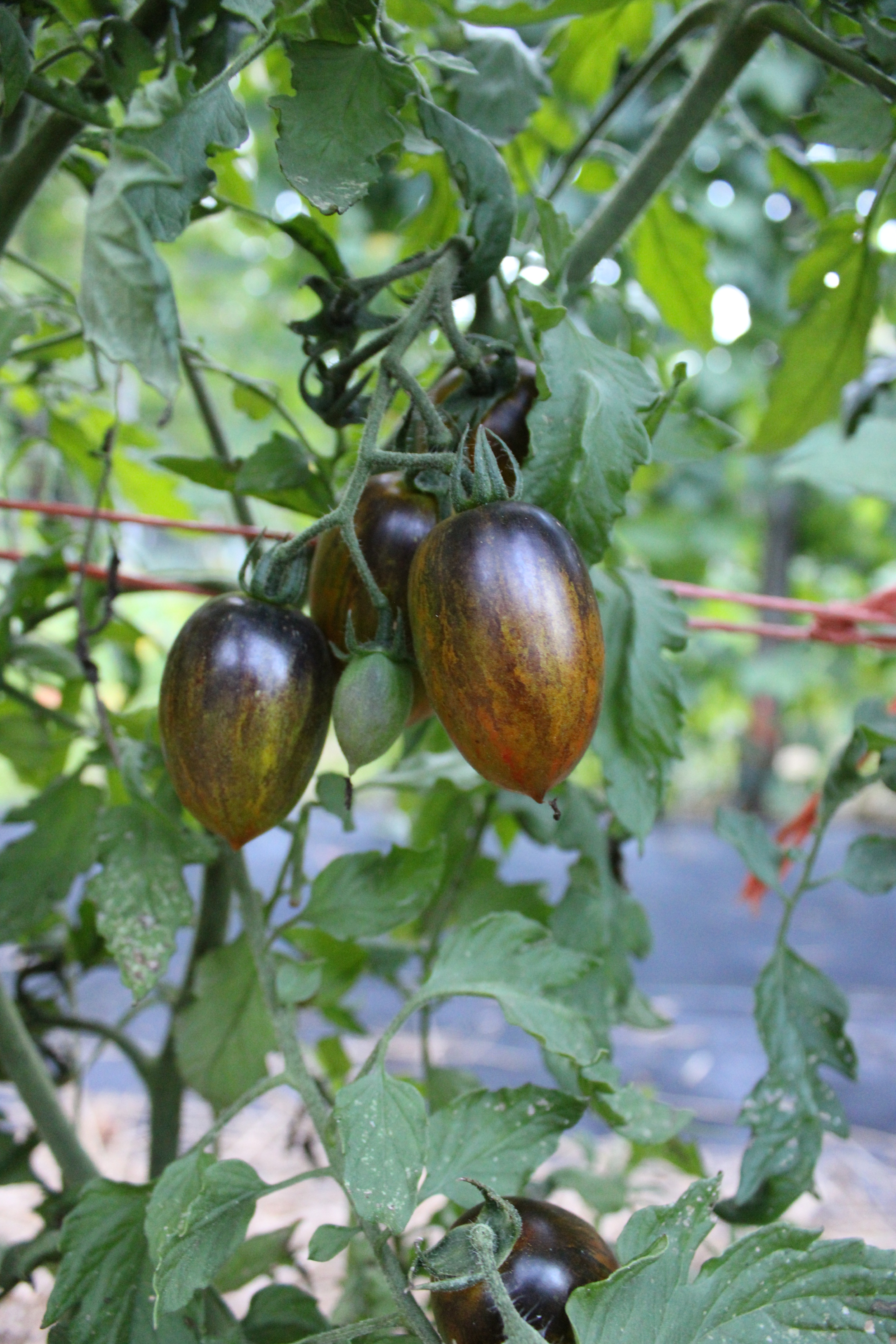 Tomatoes