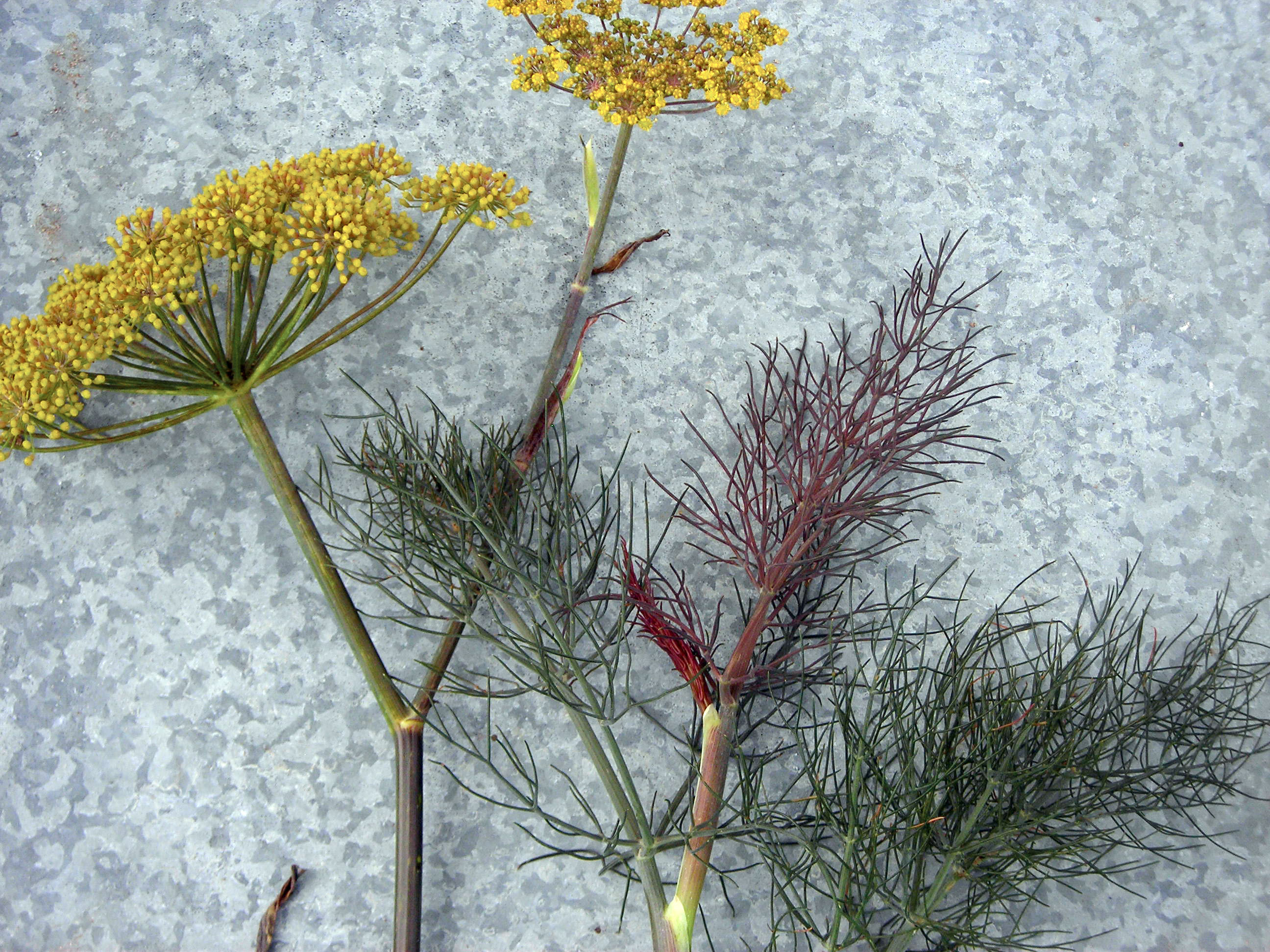 Fennel, Bronze