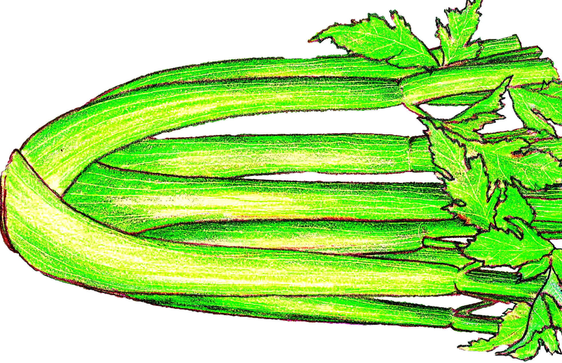 Tall Utah Celery.