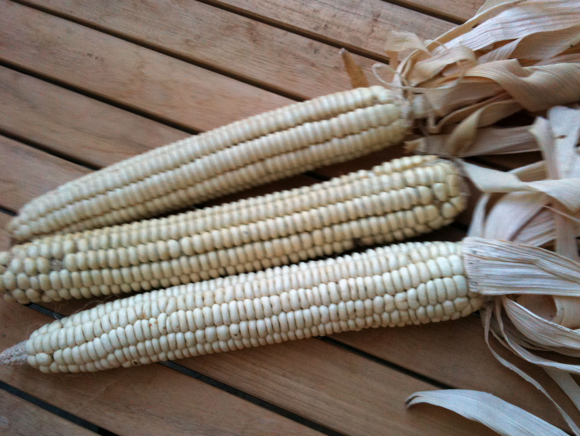 Cherokee White Flour Original Flour Corn cherokee-white-flour-original-flour-corn