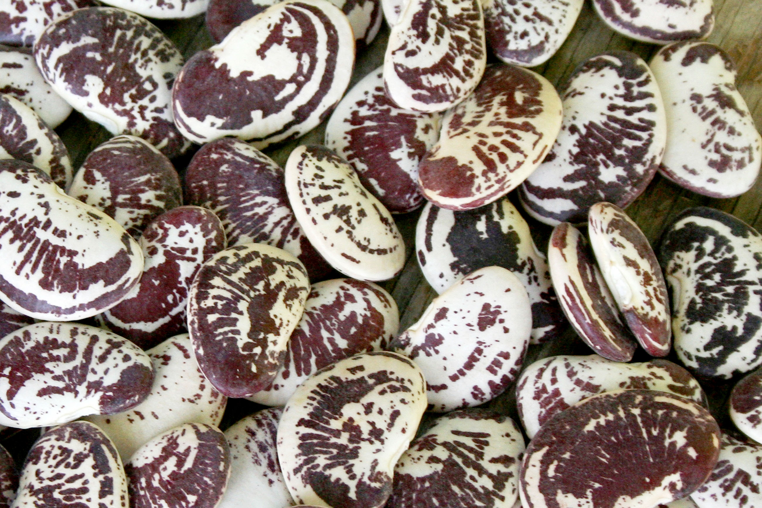 Christmas Large Speckled Calico Pole Lima Bean christmas-large-speckled-calico-pole-lima-bean