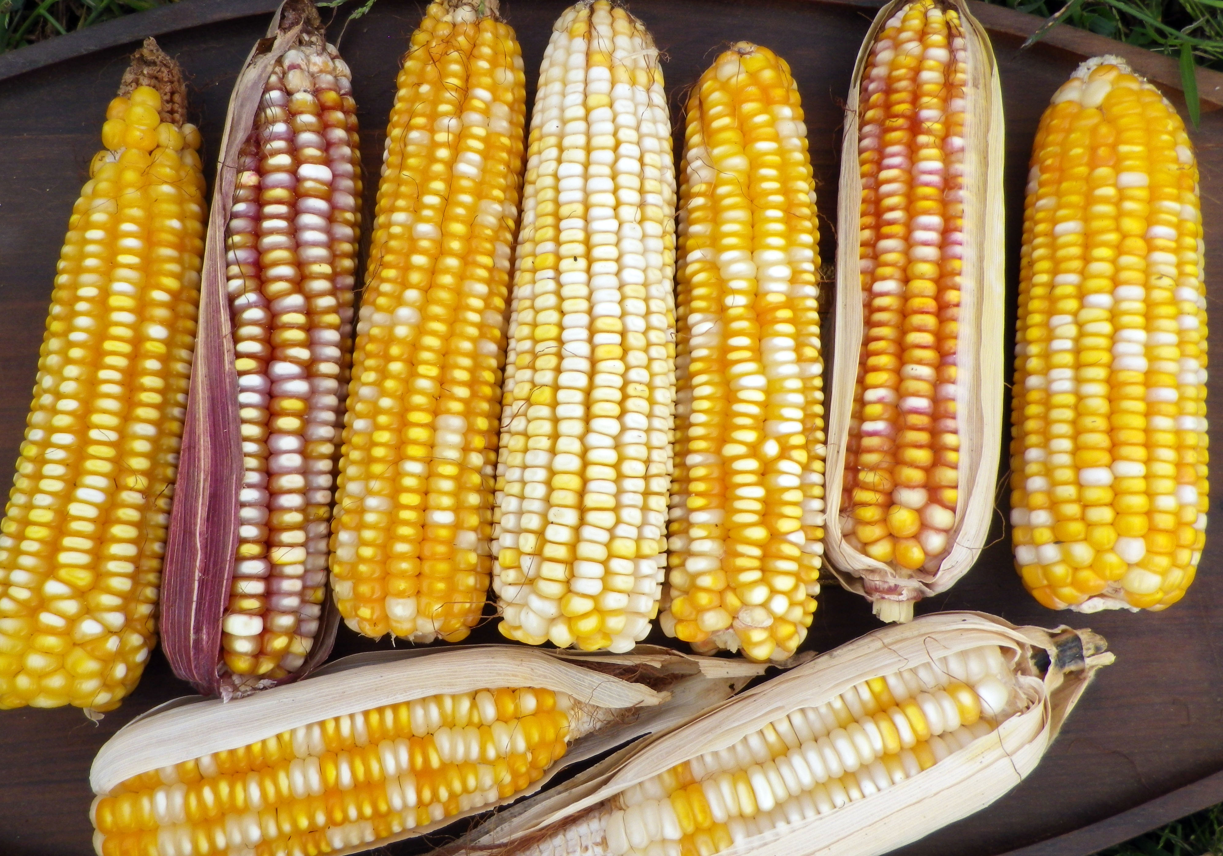 tuxpe-o-dent-corn