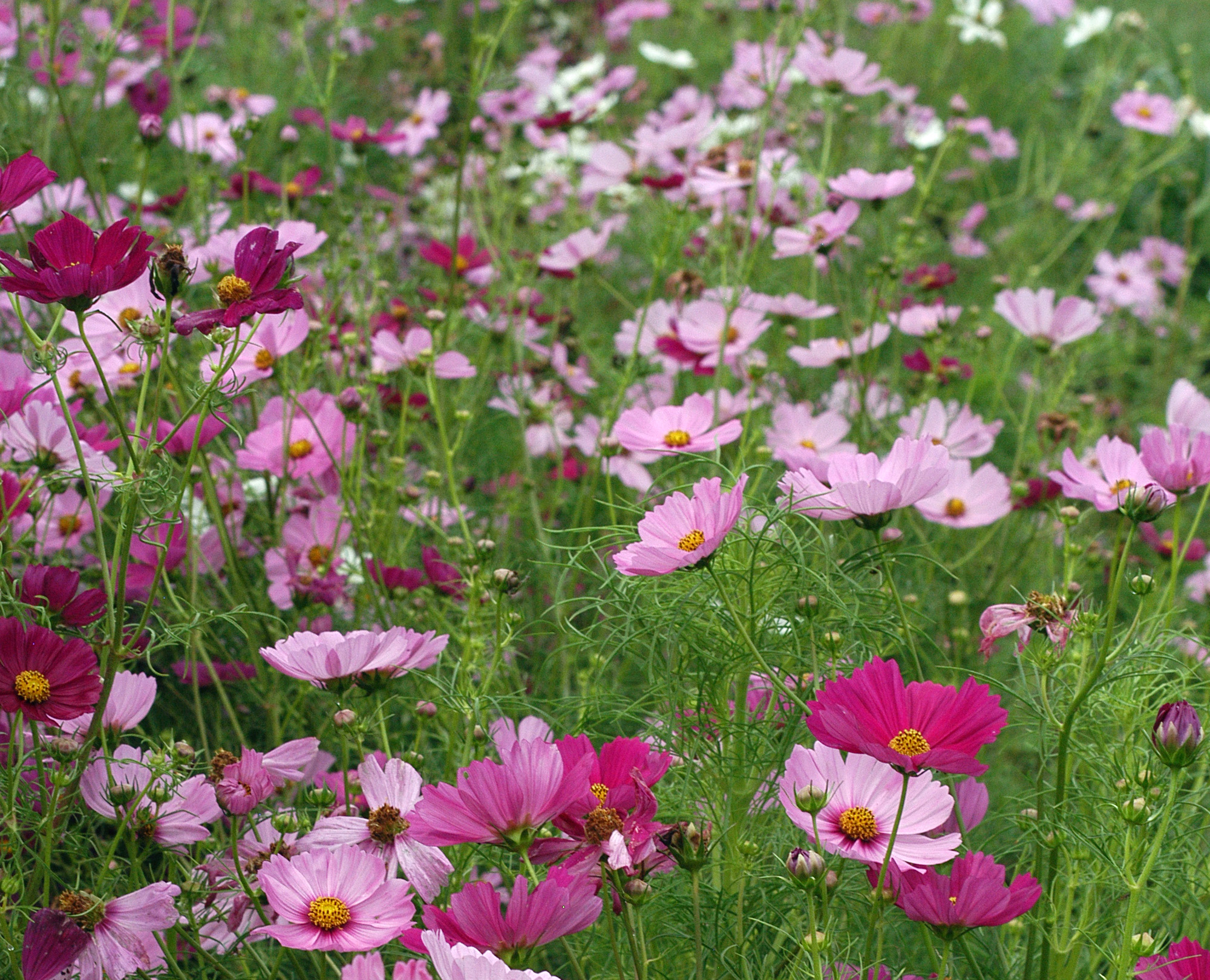 Cosmos, Sensation Mix