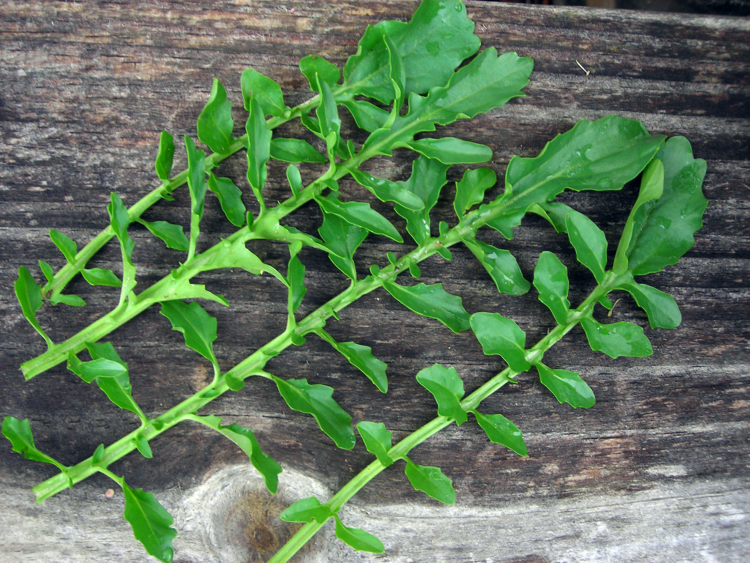 Creasy Greens (Upland Cress, Winter Cress)