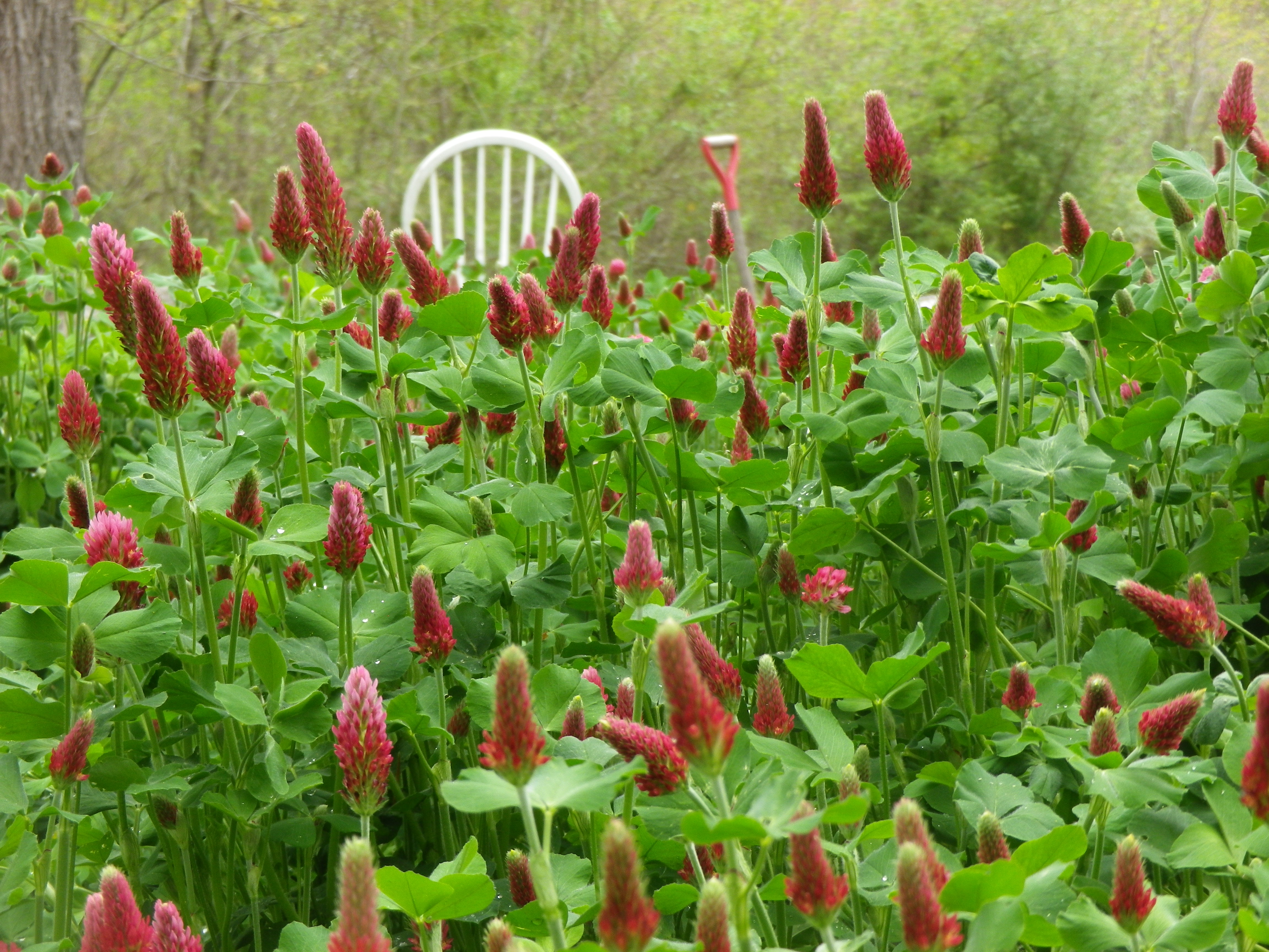 Clover, Crimson