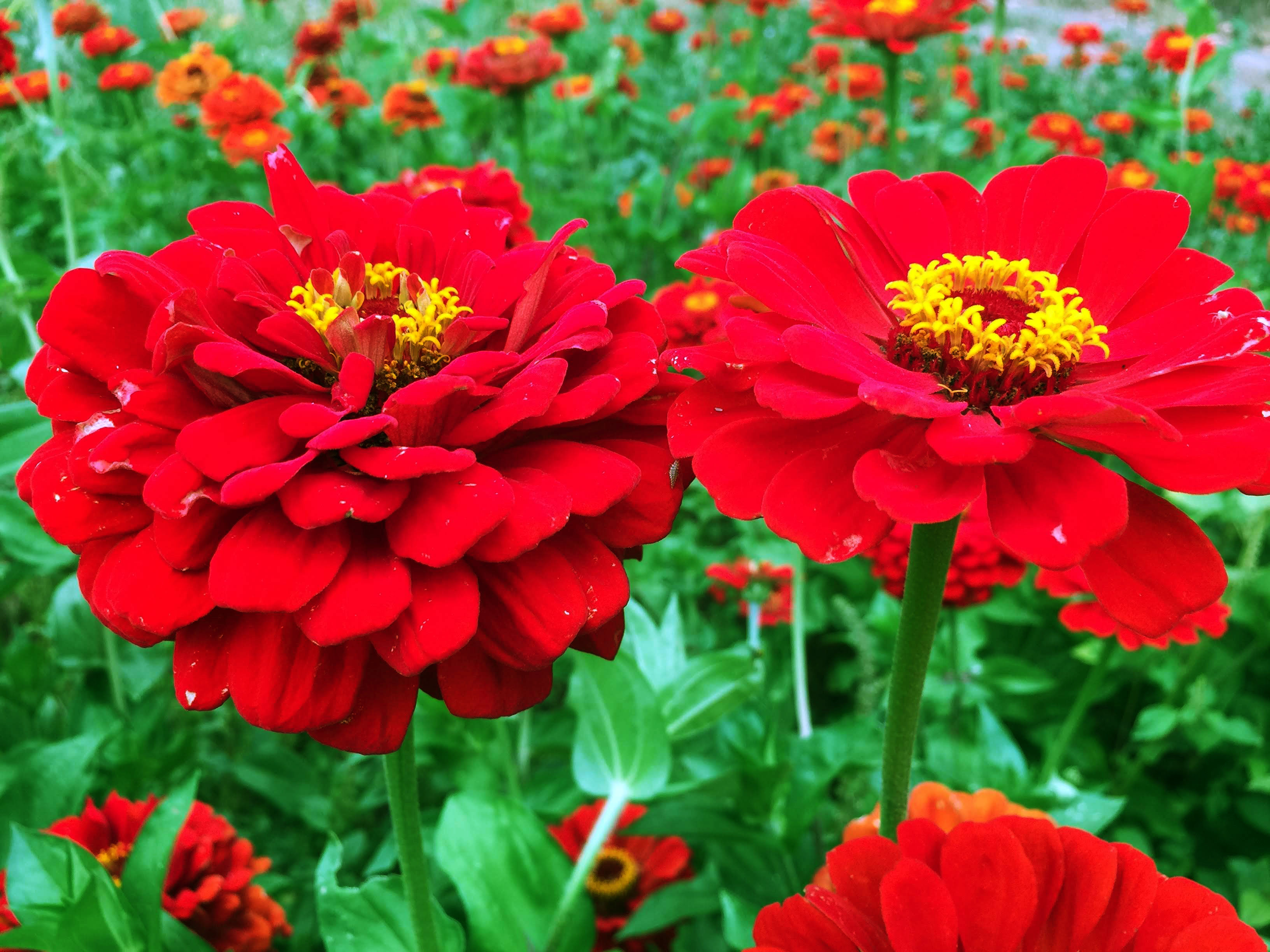 Image of Zinnia red annual flowers