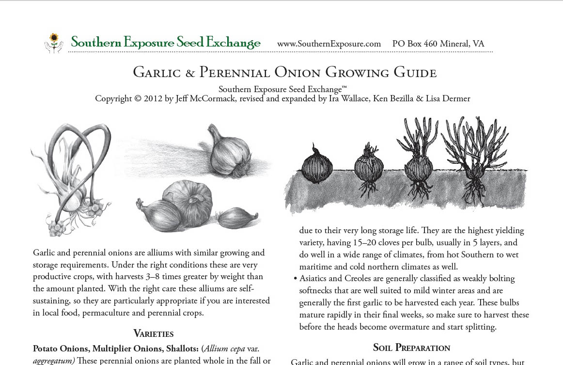 Growing Guide: Shallots - SeedSavers