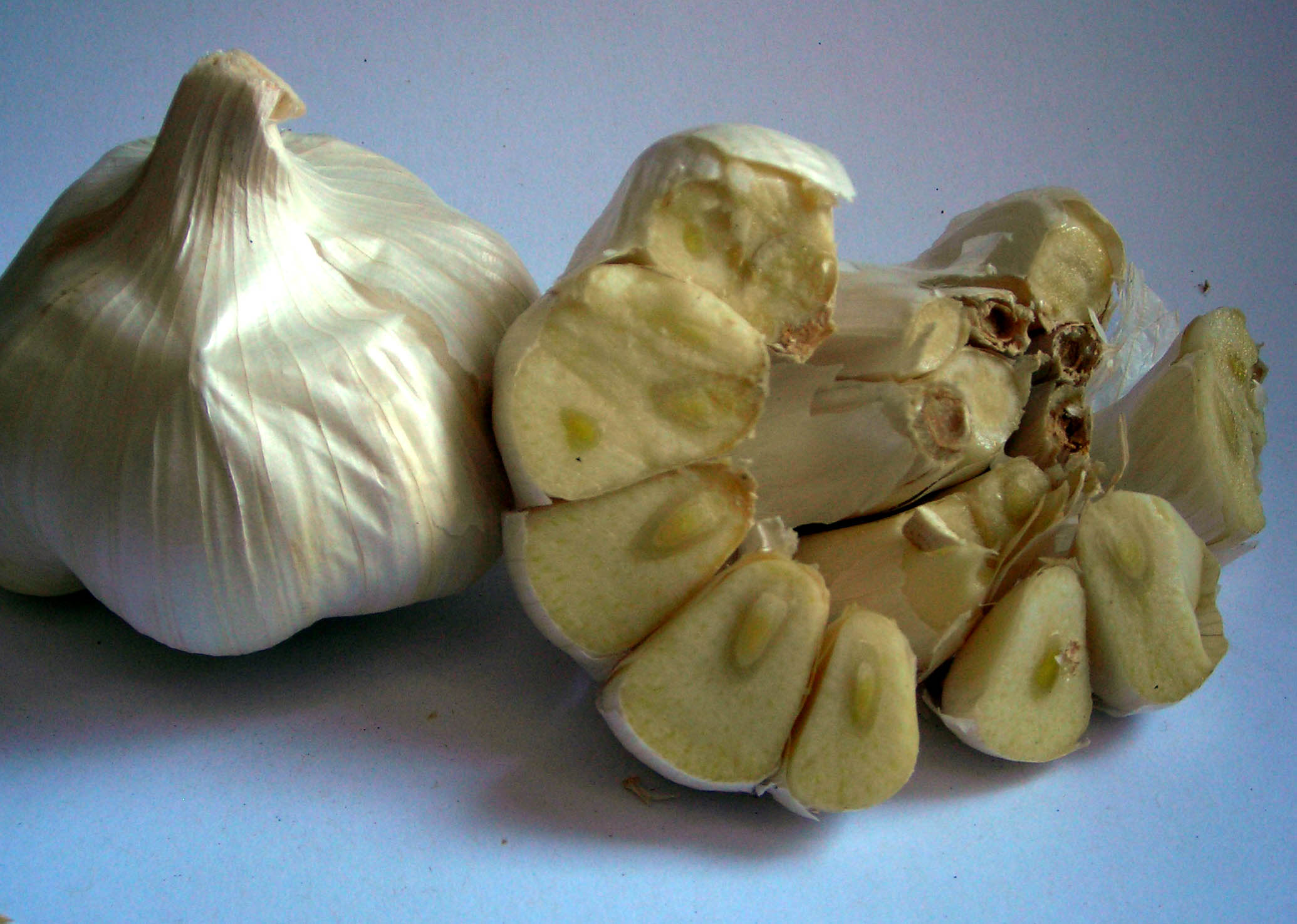 California Early Softneck Garlic