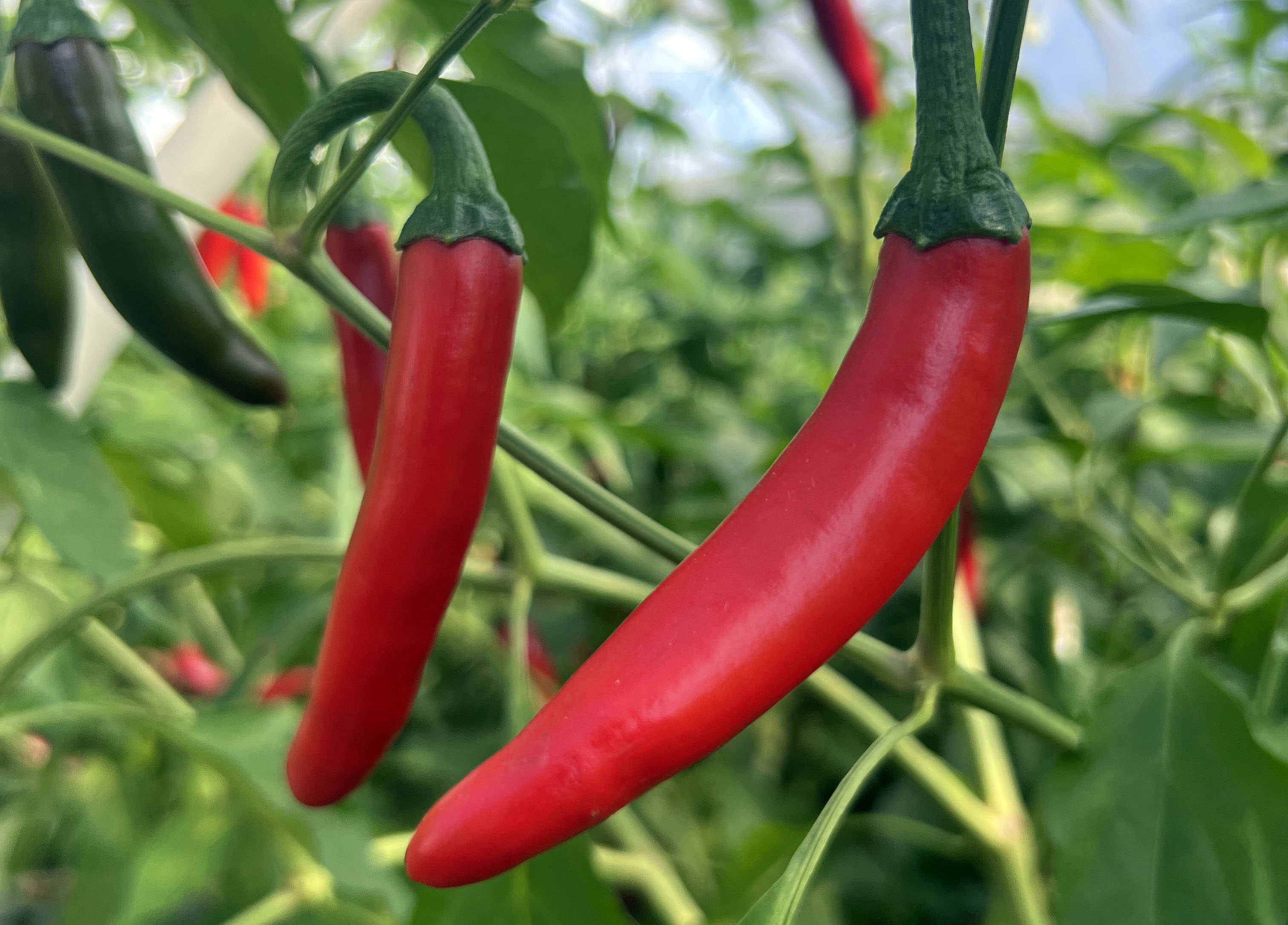 Gochugaru hot pepper