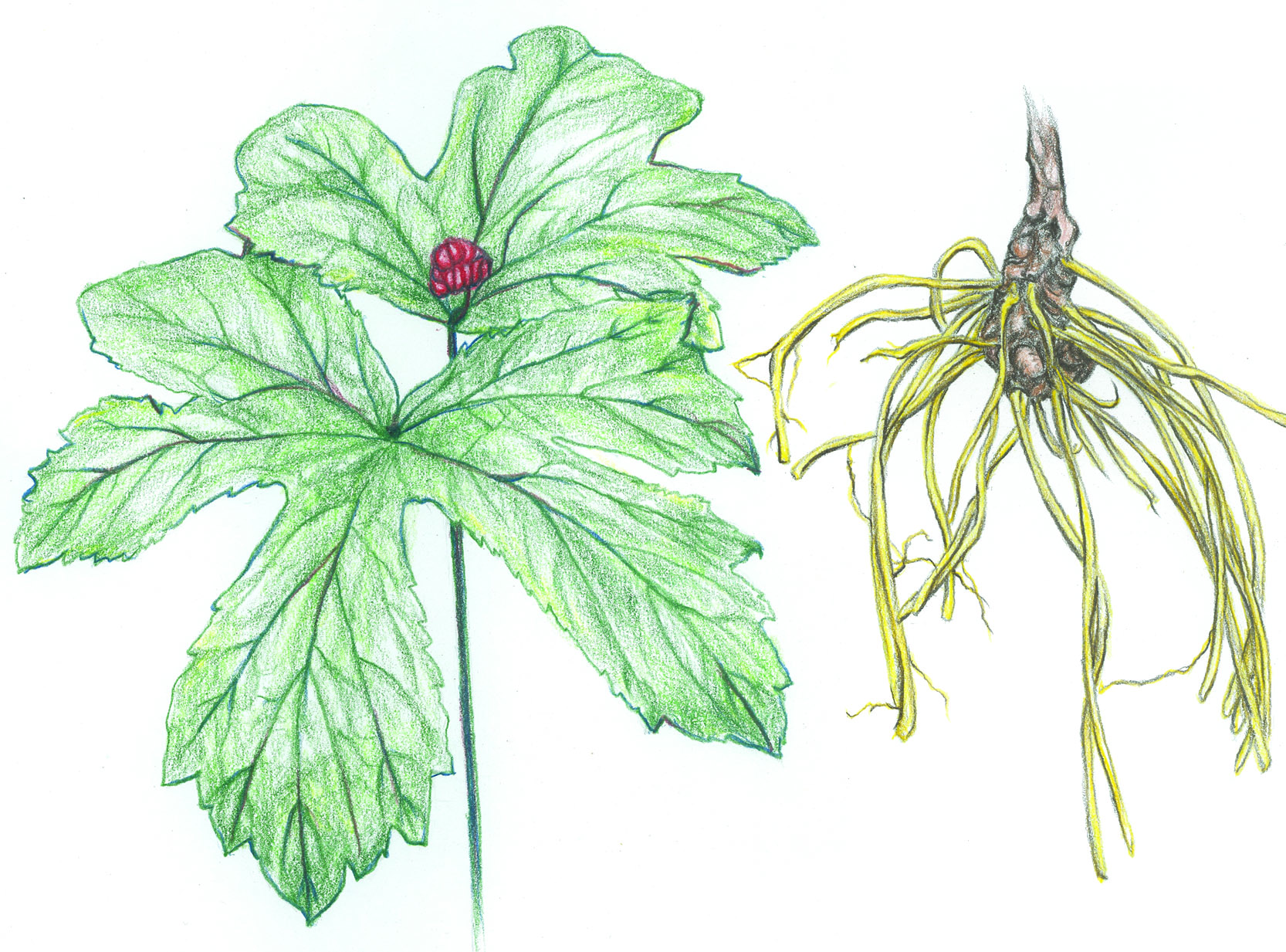 goldenseal root