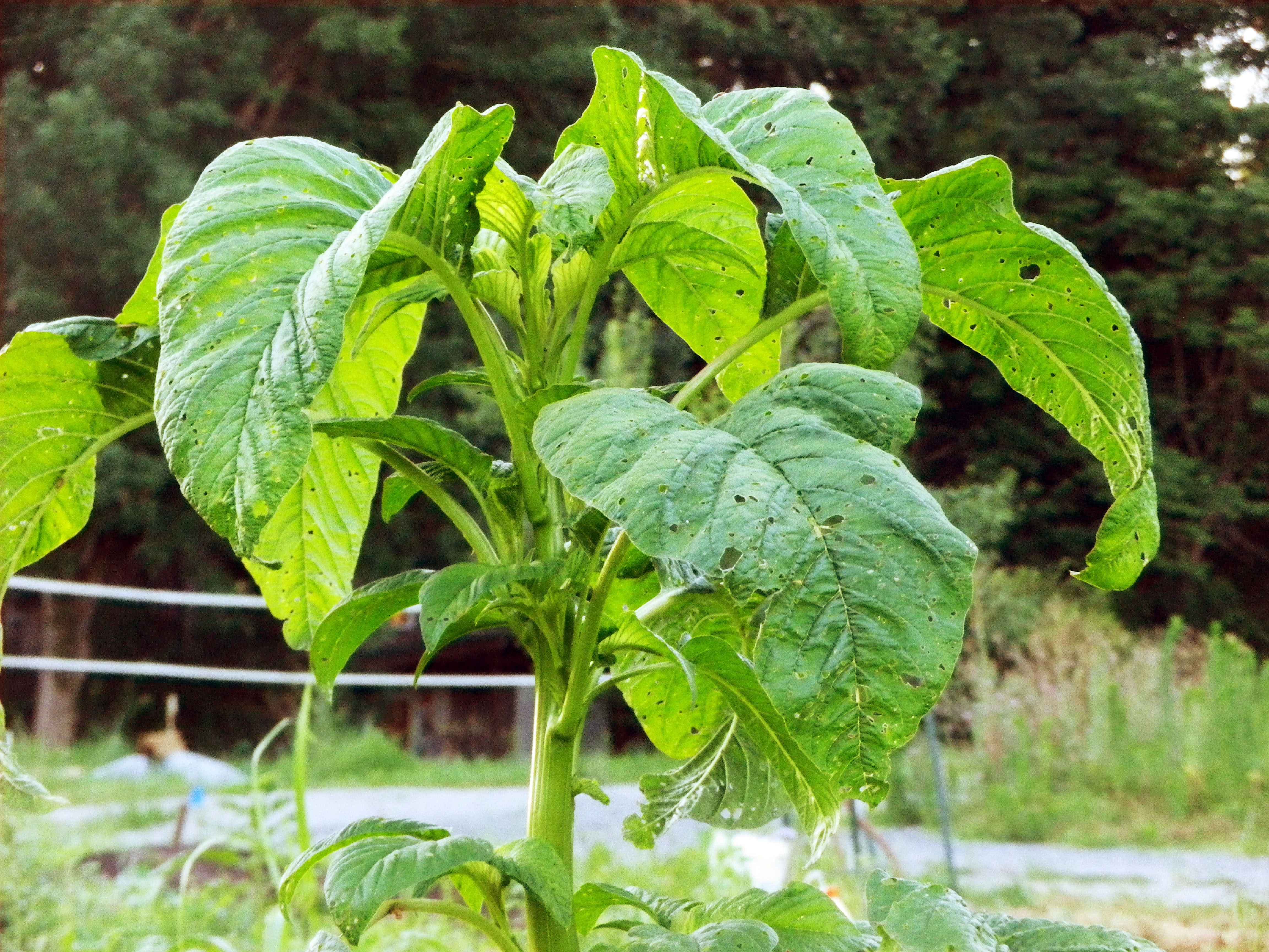 Callaloo Amaranth Greens
