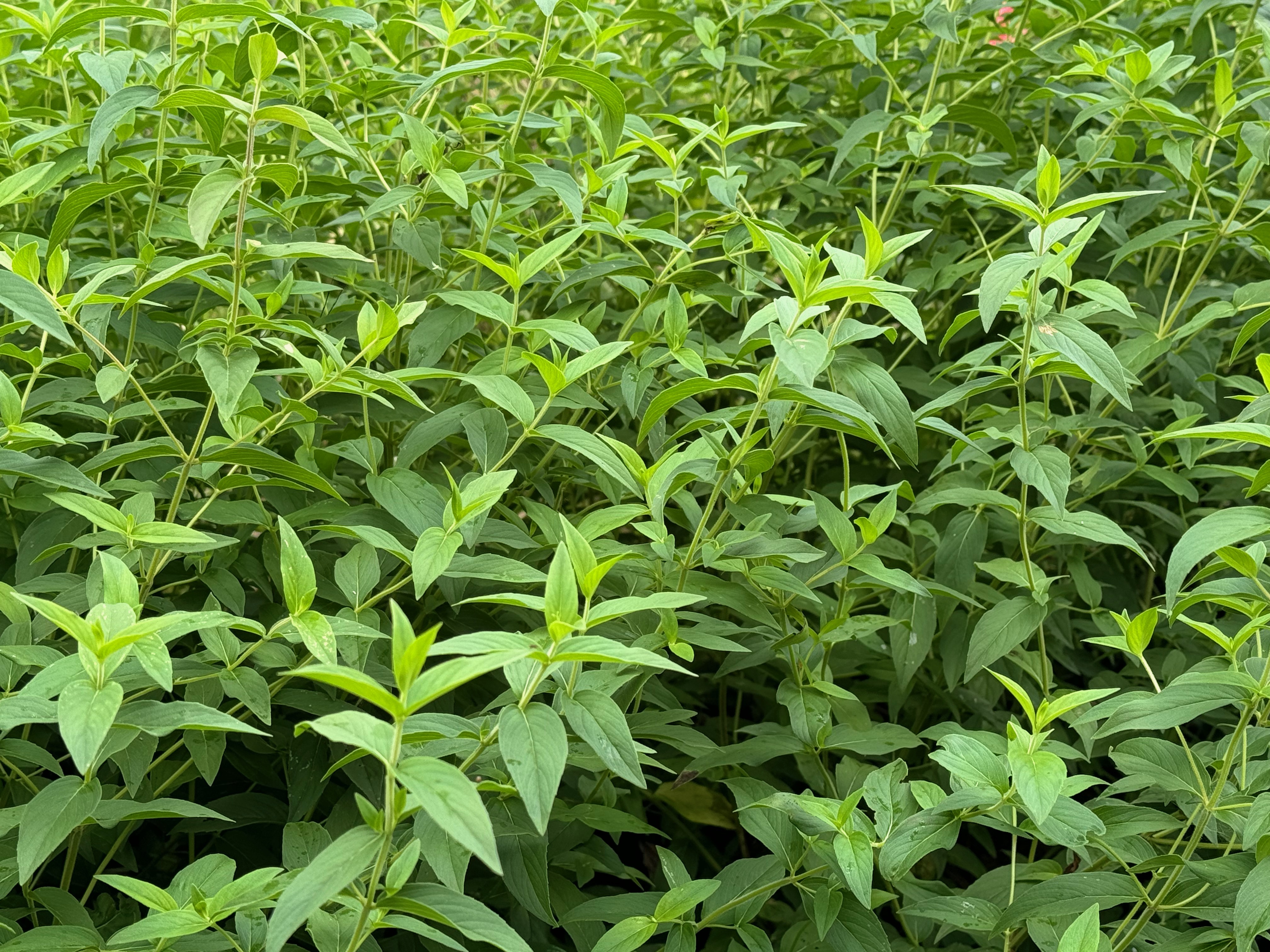 マーミット　マンダ Mountain Mint, Short-Toothed