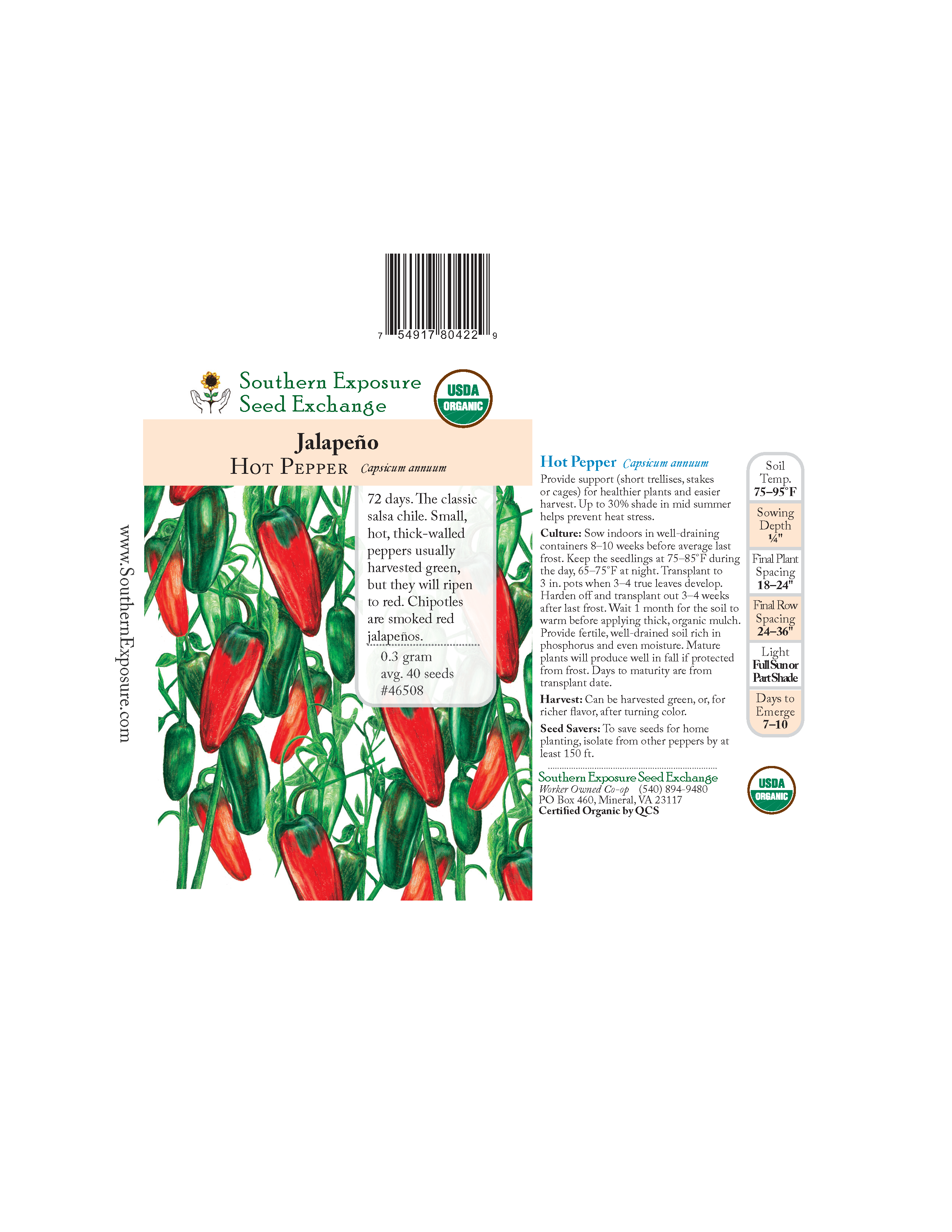 Southern Exposure Jalapeño Pepper - Thumbnail 4