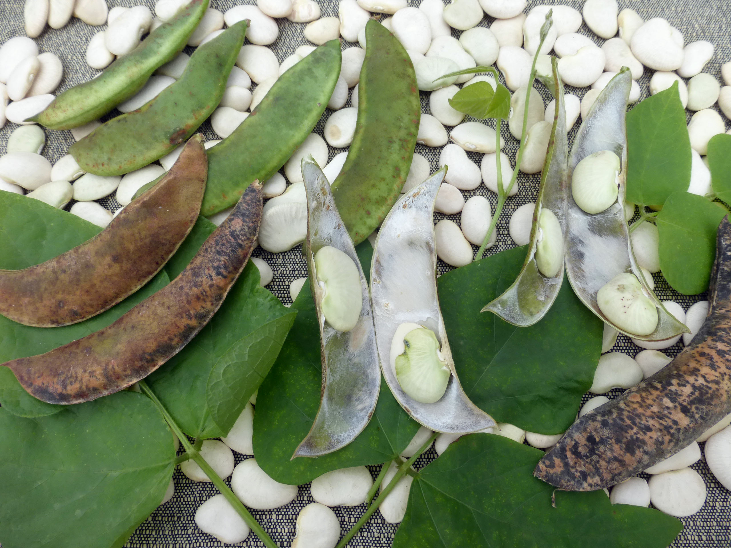 Heirloom Organic King Of The Garden Pole Bean Lima Bean Seeds.