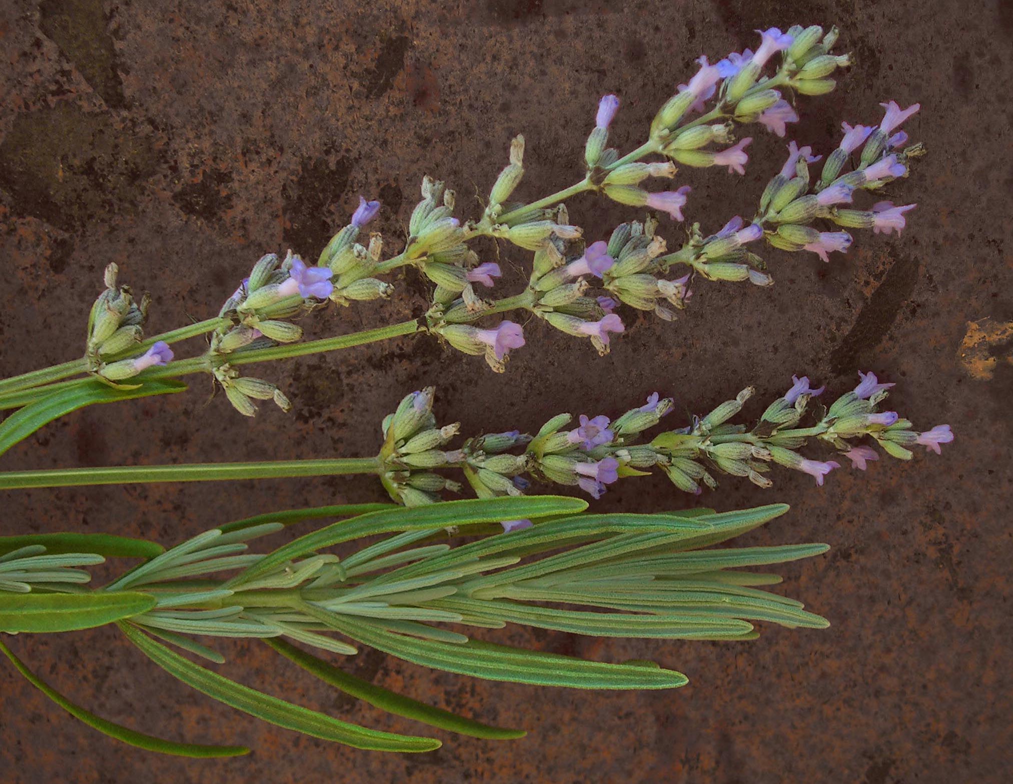Lavender, English Munstead