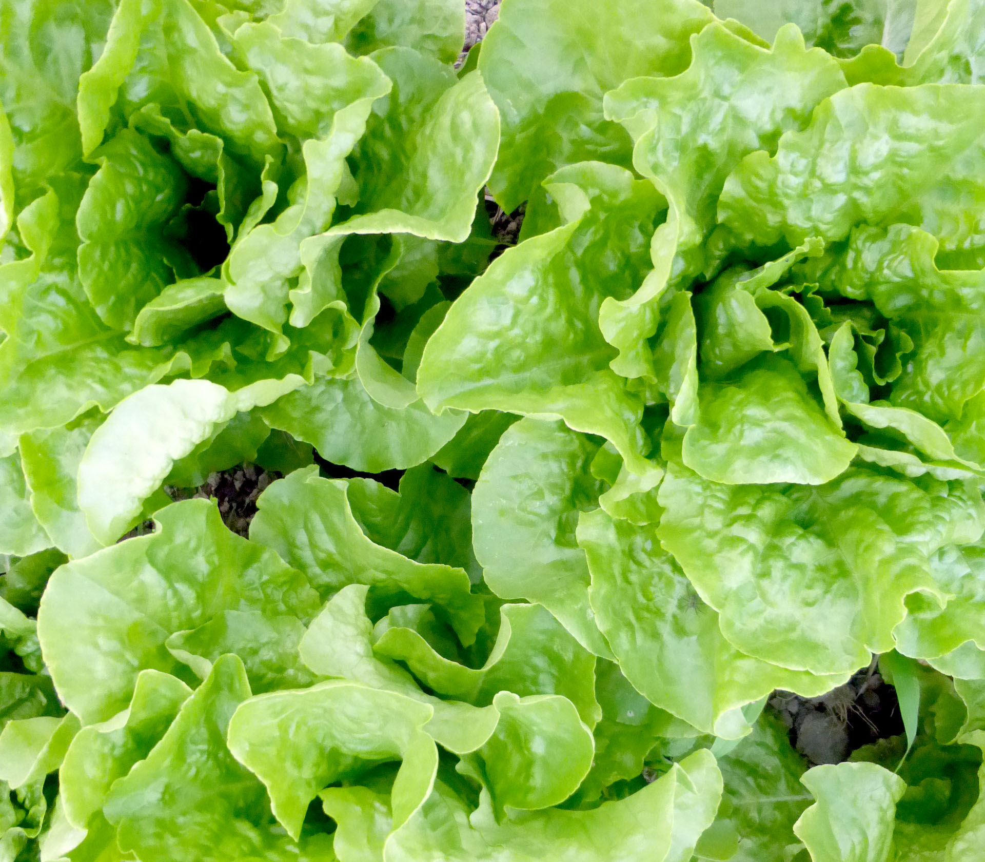 Buttercrunch Bibb Butterhead Lettuce buttercrunch-bibb-butterhead-lettuce